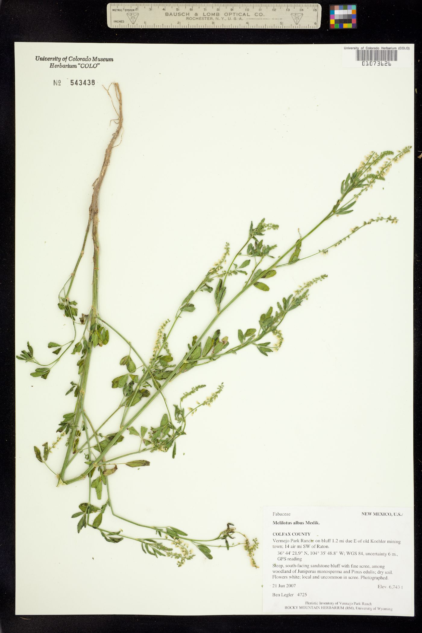Melilotus albus image