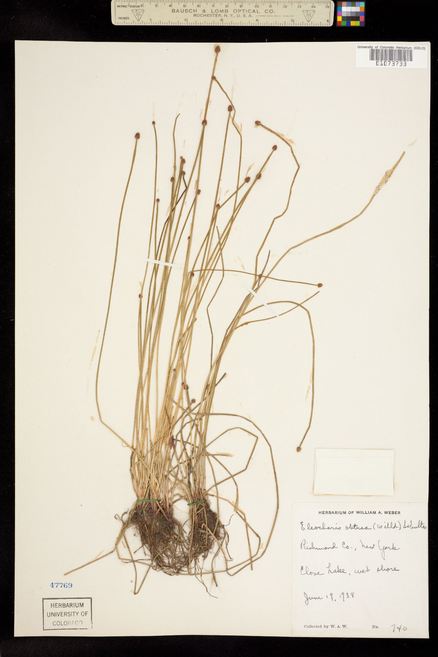 Eleocharis obtusa image