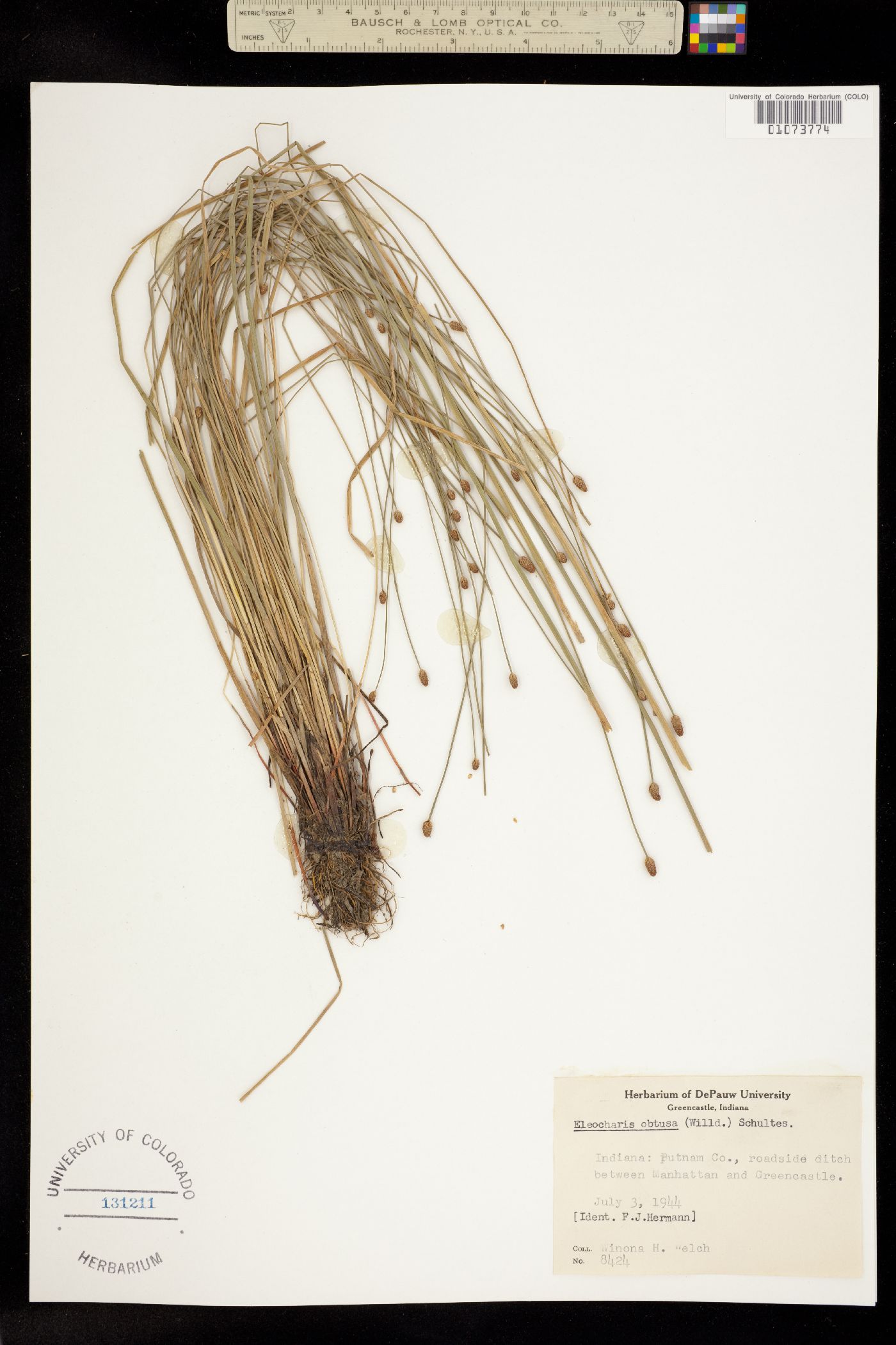 Eleocharis obtusa image