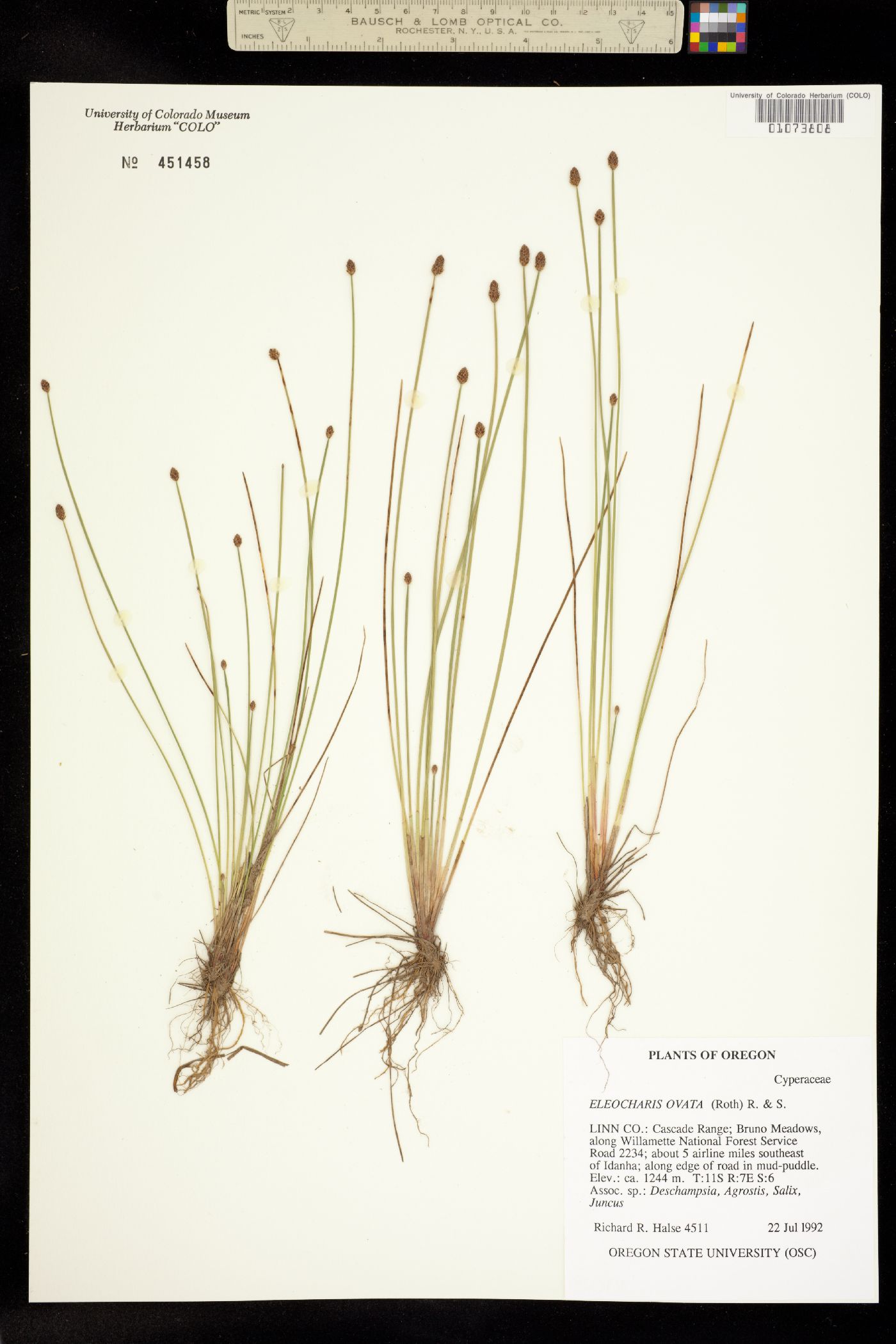Eleocharis ovata image