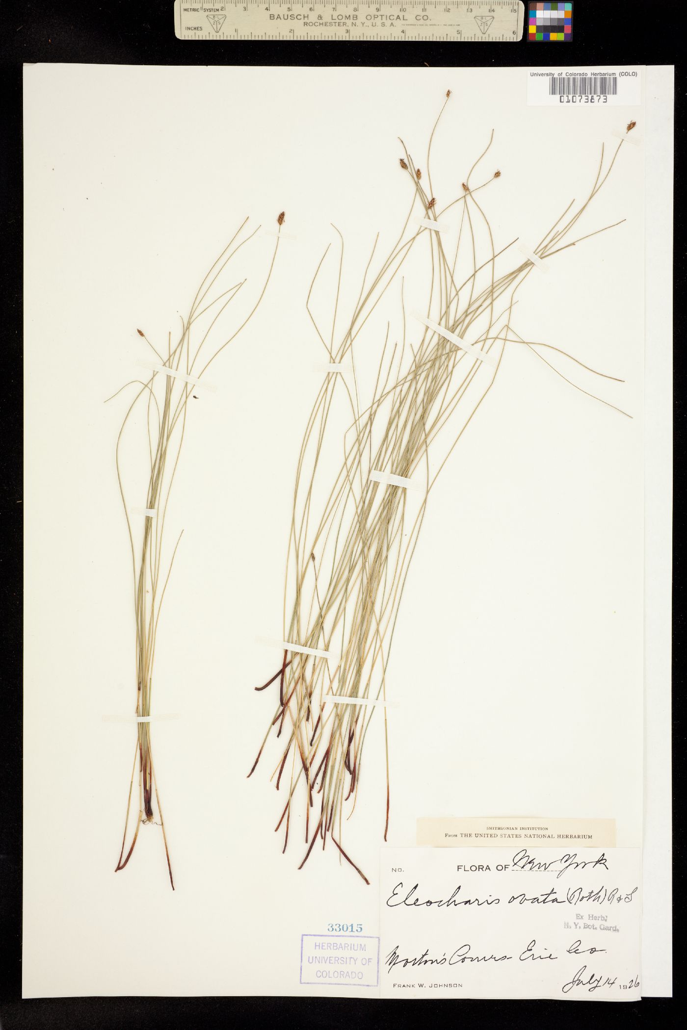 Eleocharis ovata image