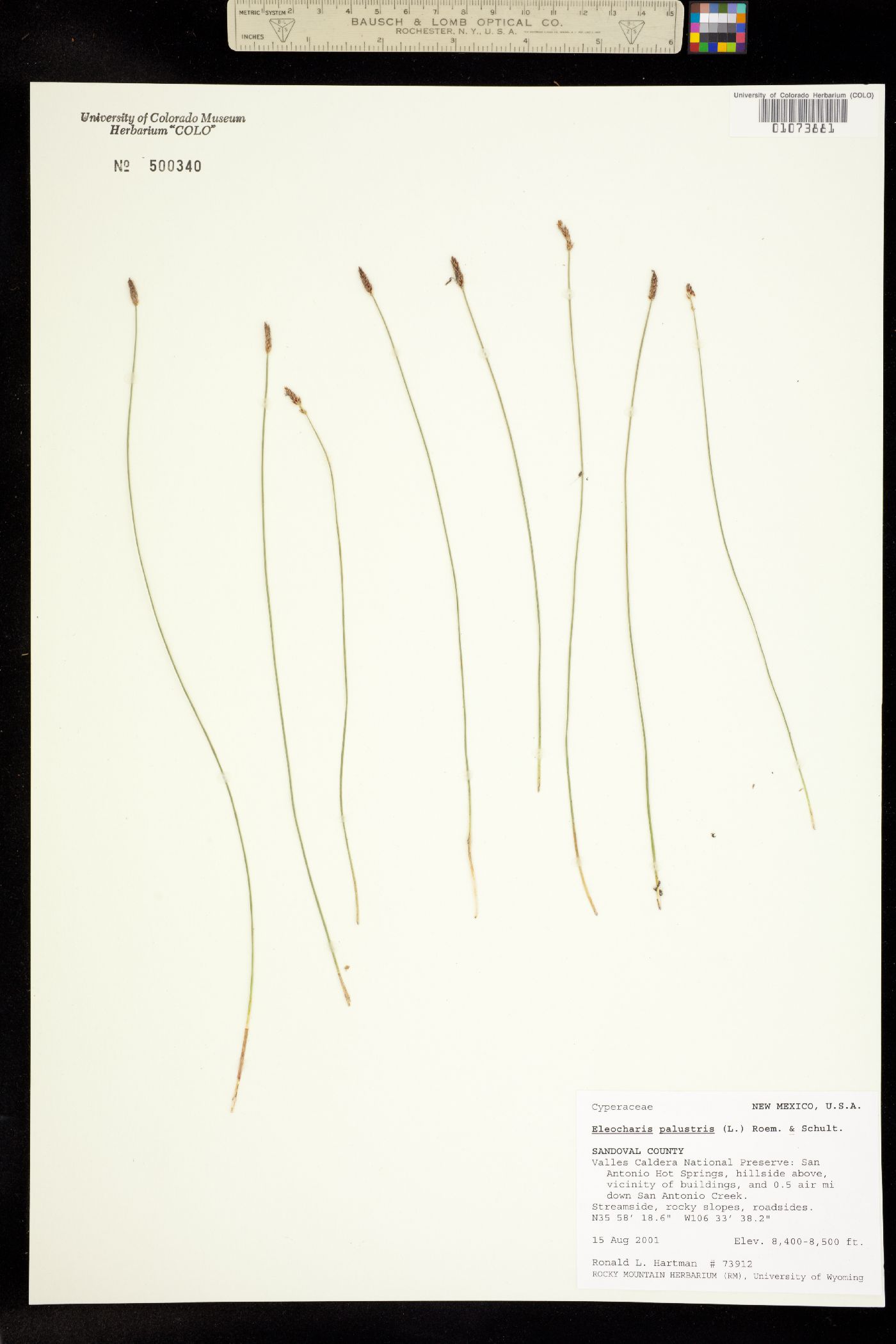 Eleocharis palustris image