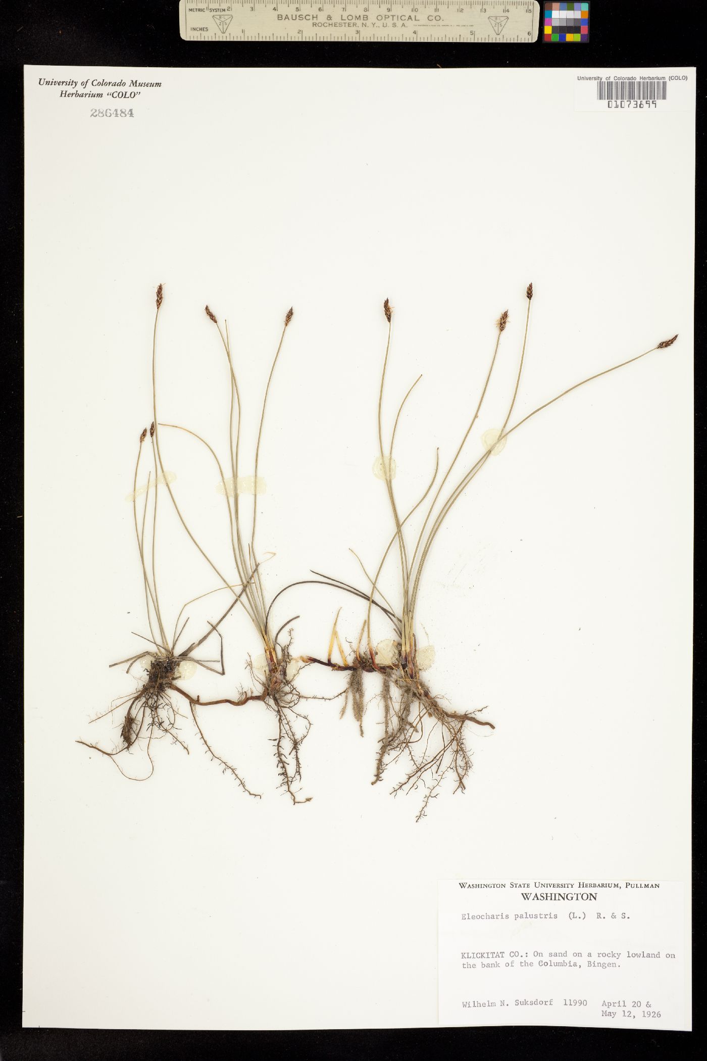 Eleocharis palustris image