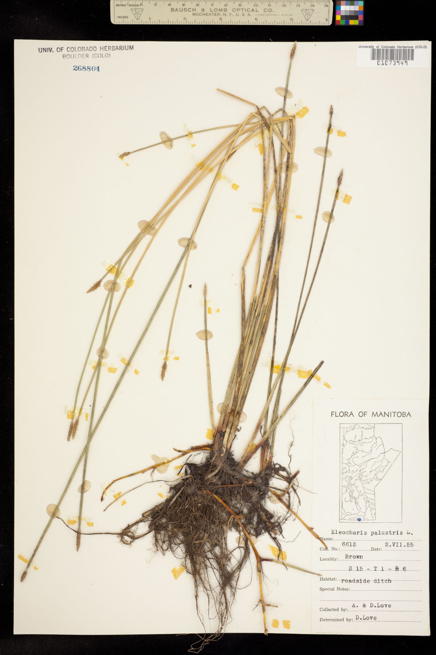 Eleocharis palustris image