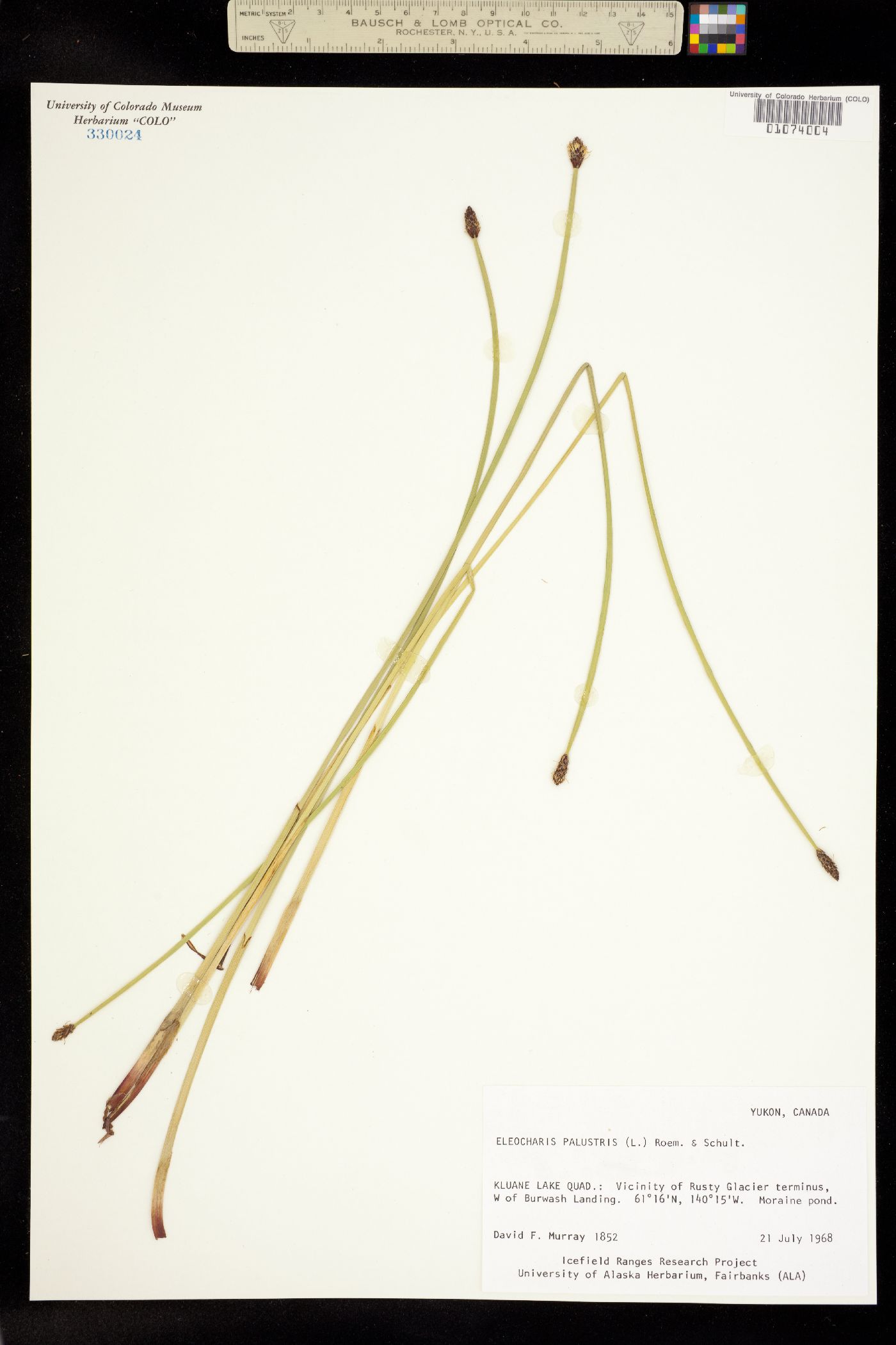 Eleocharis palustris image