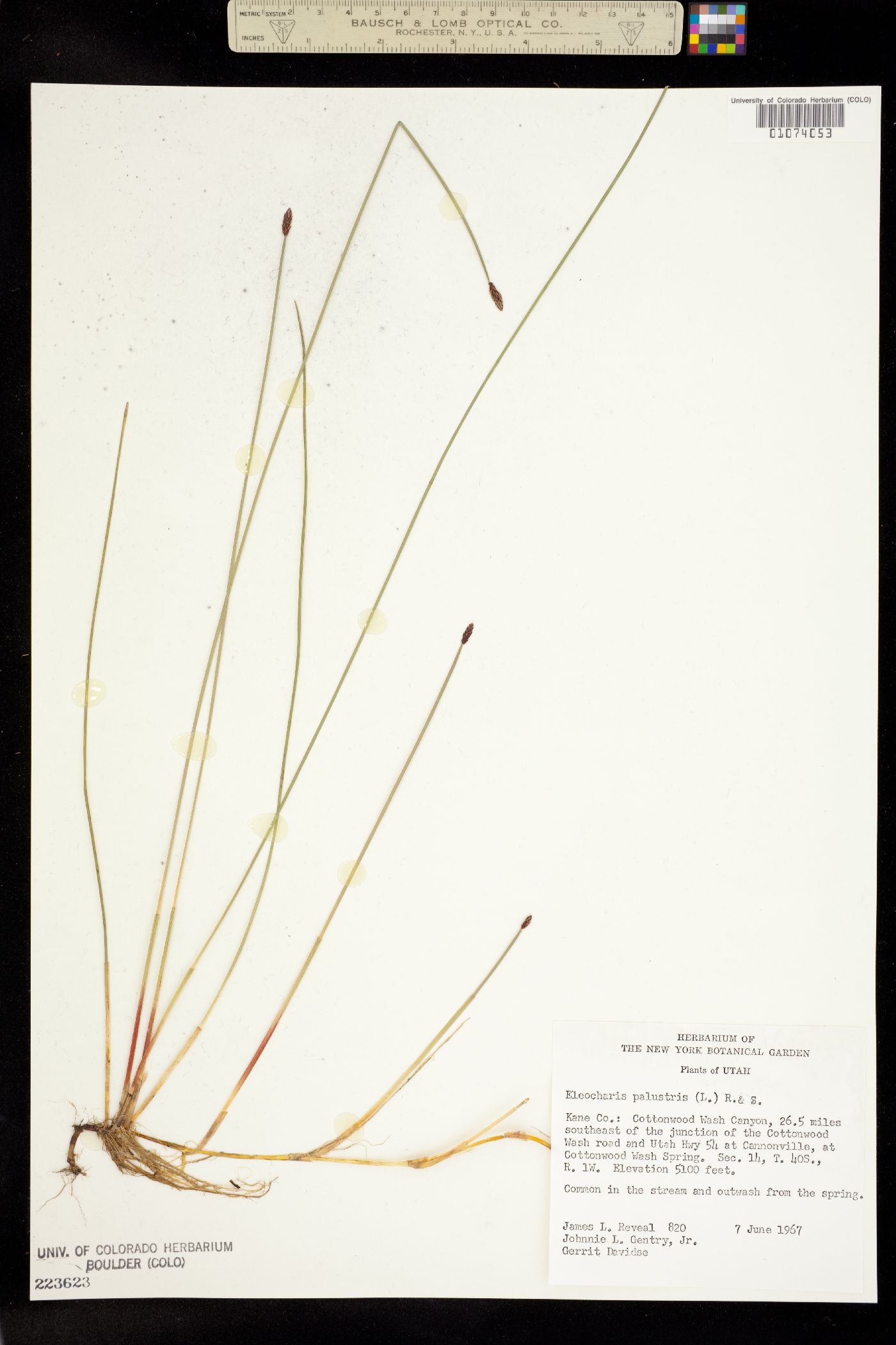 Eleocharis image