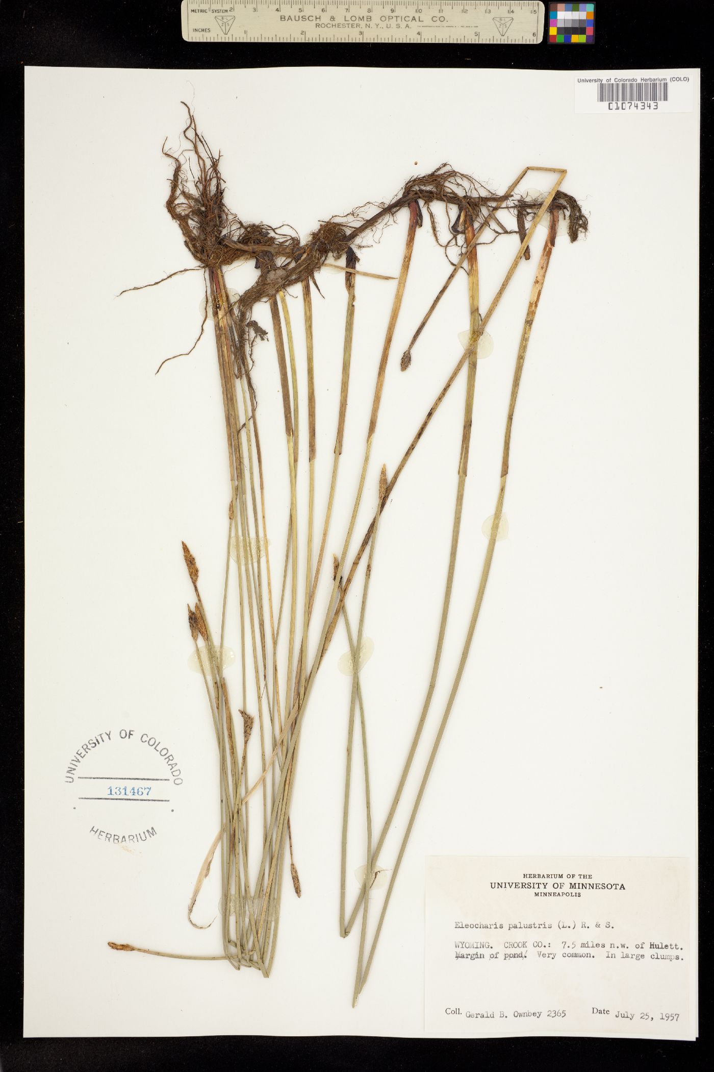 Eleocharis palustris image