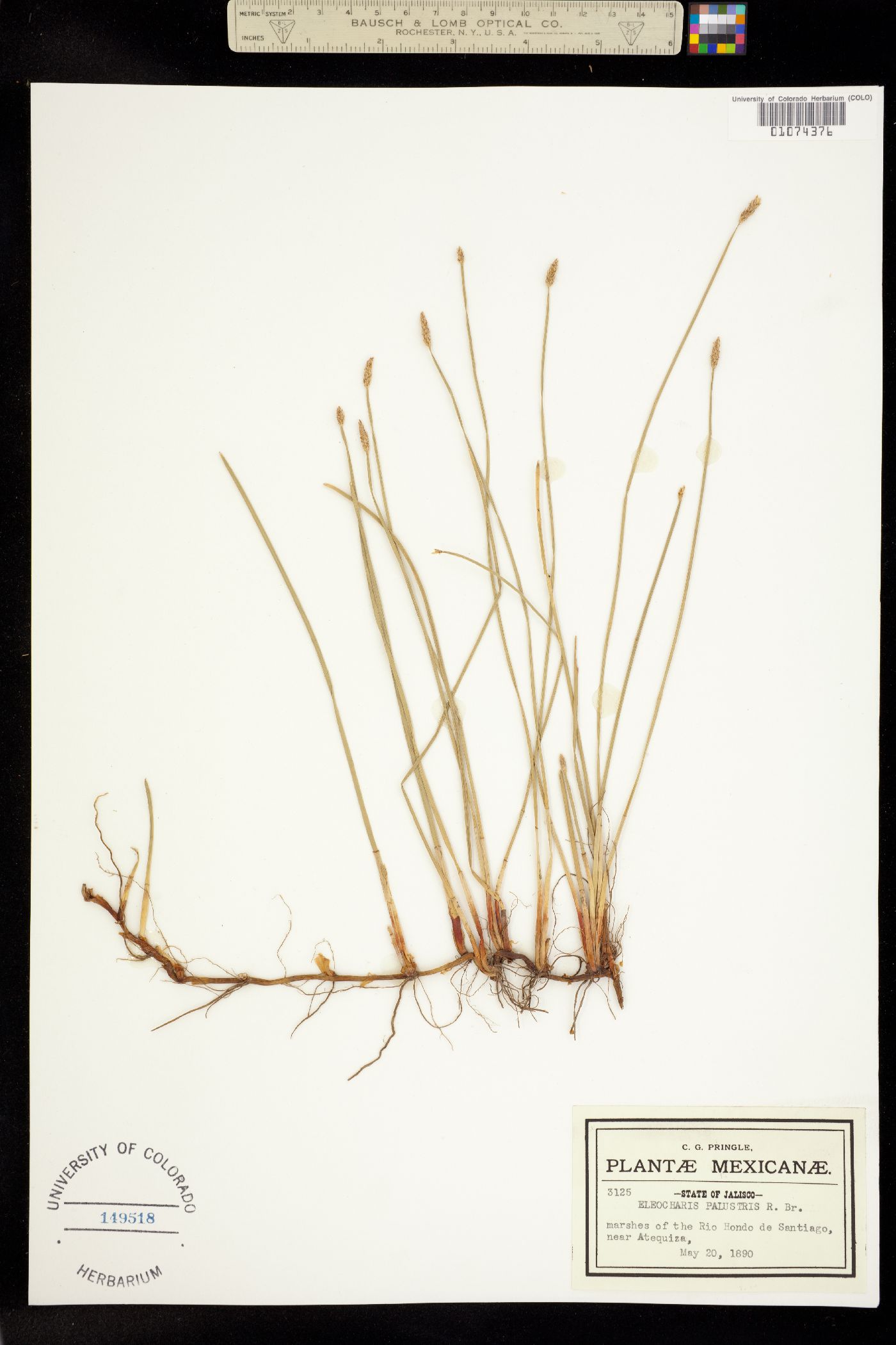 Eleocharis palustris image