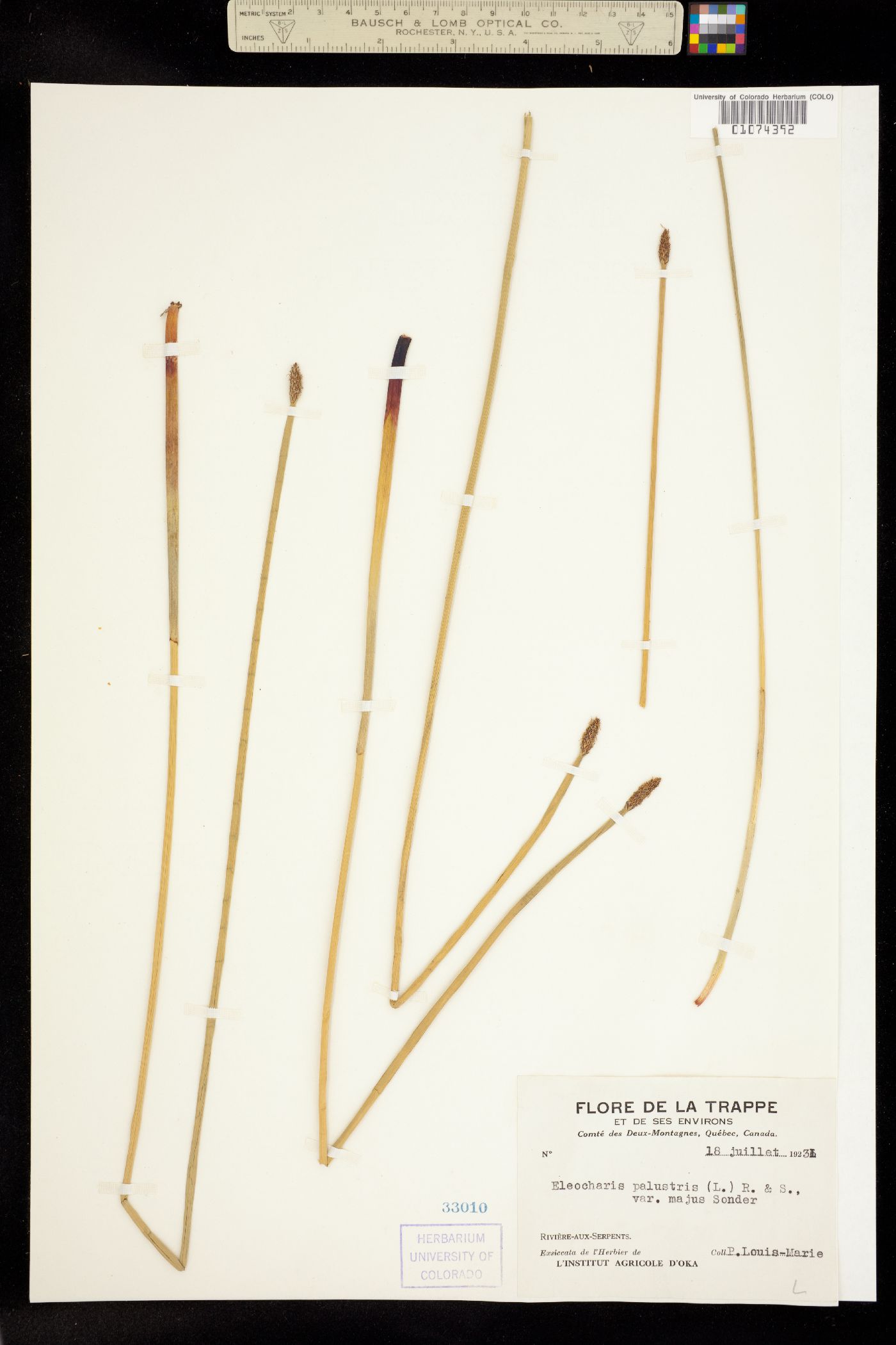 Eleocharis palustris image