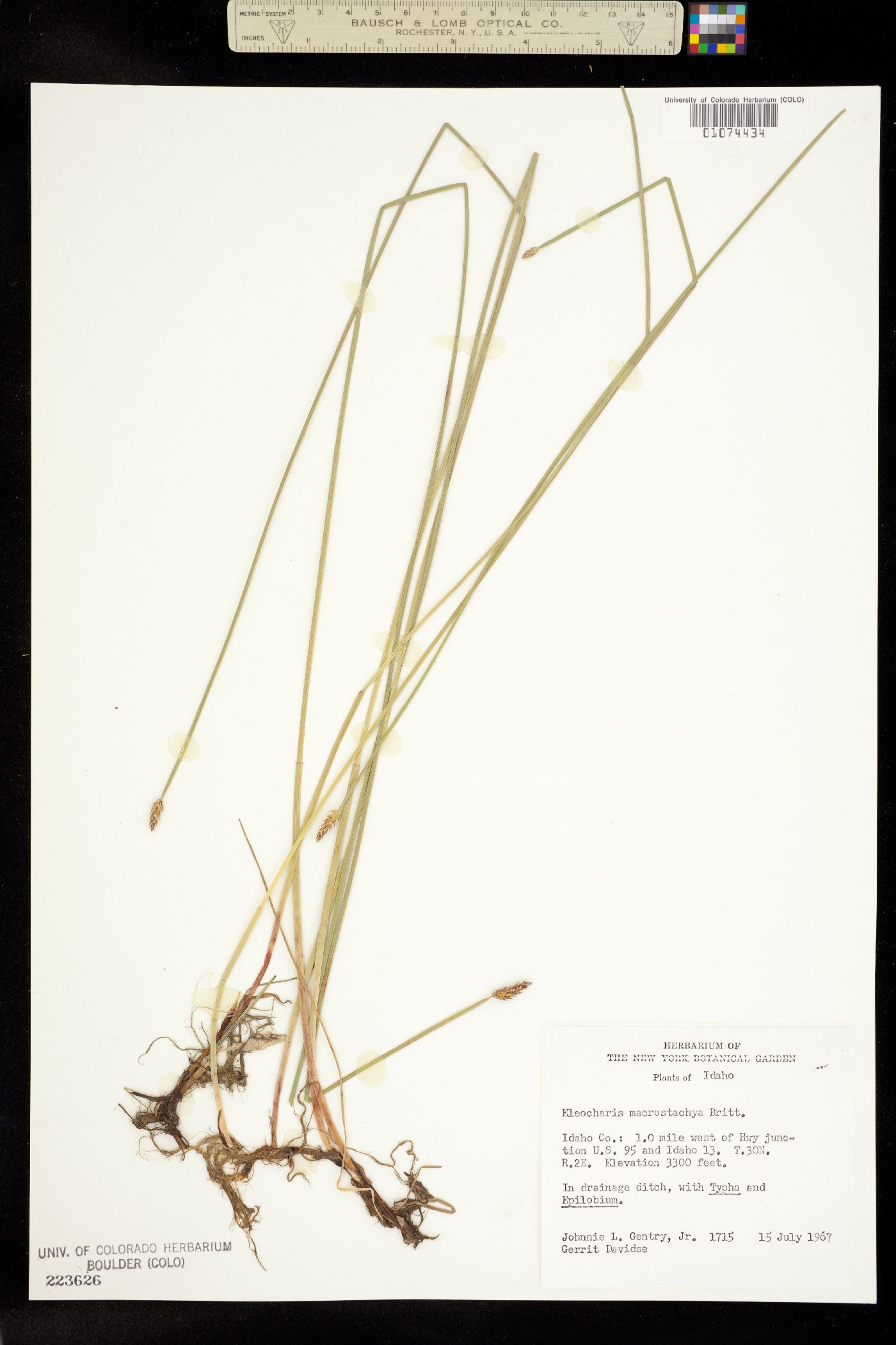 Eleocharis palustris image