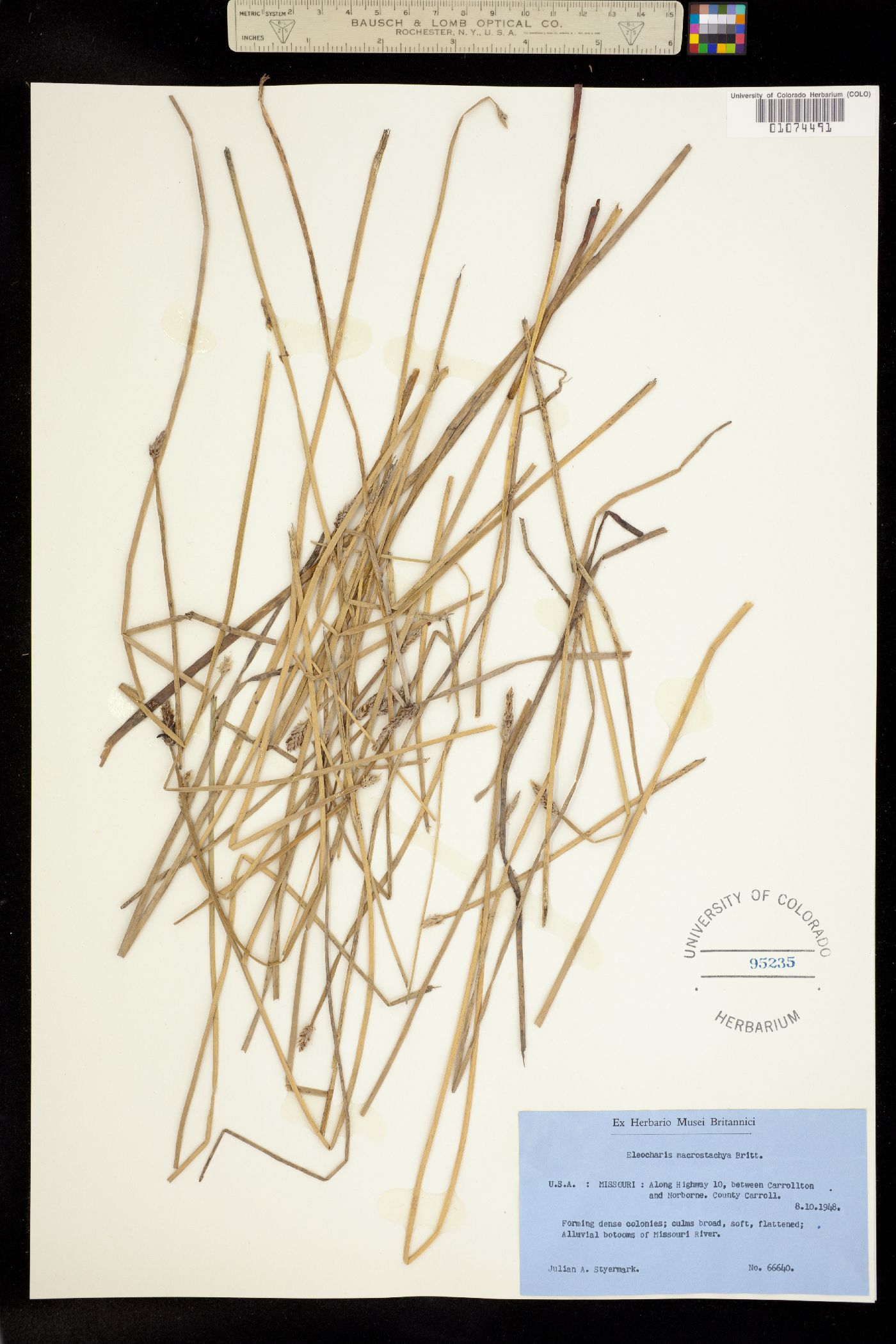 Eleocharis palustris image
