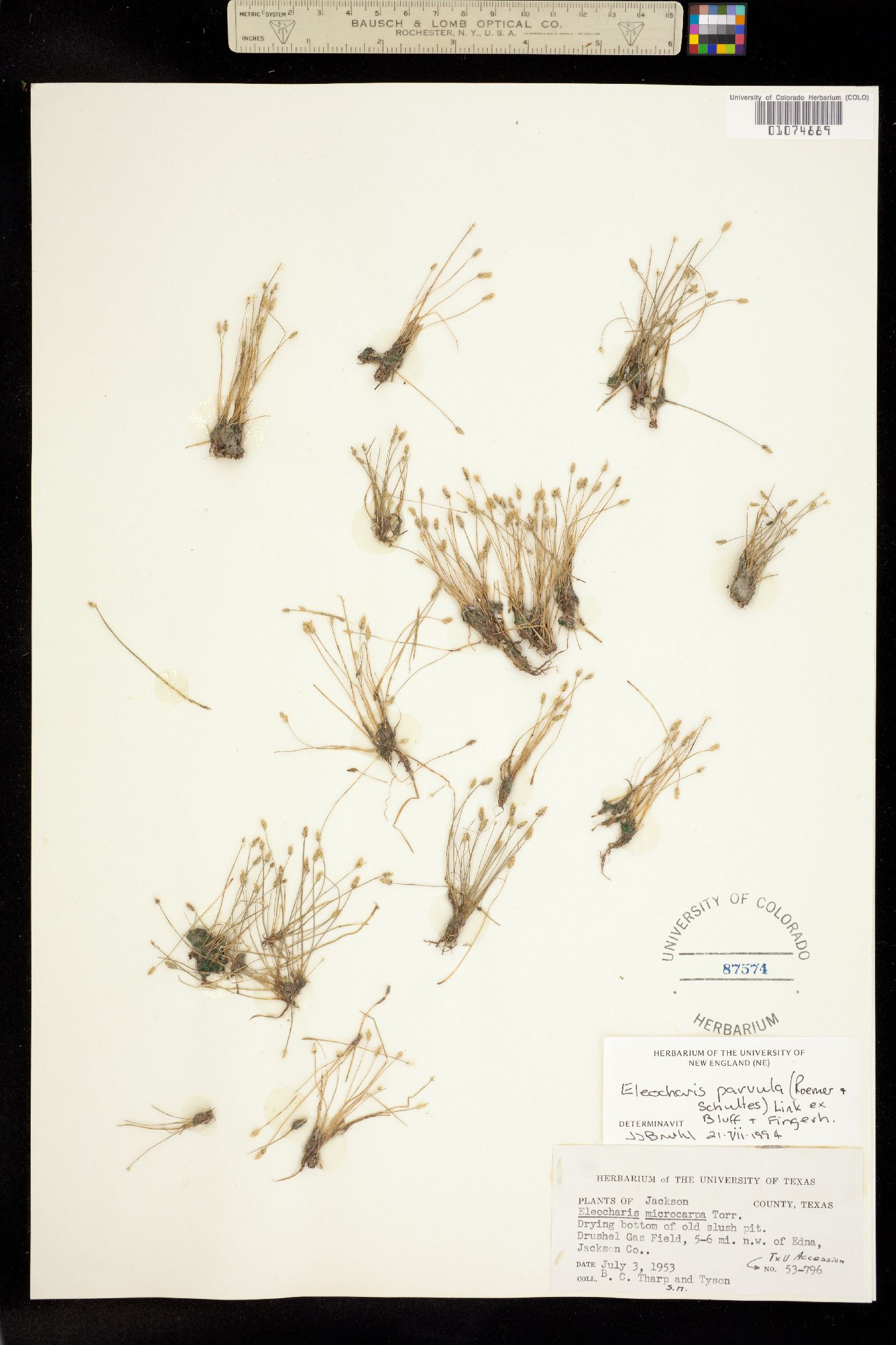 Eleocharis parvula image