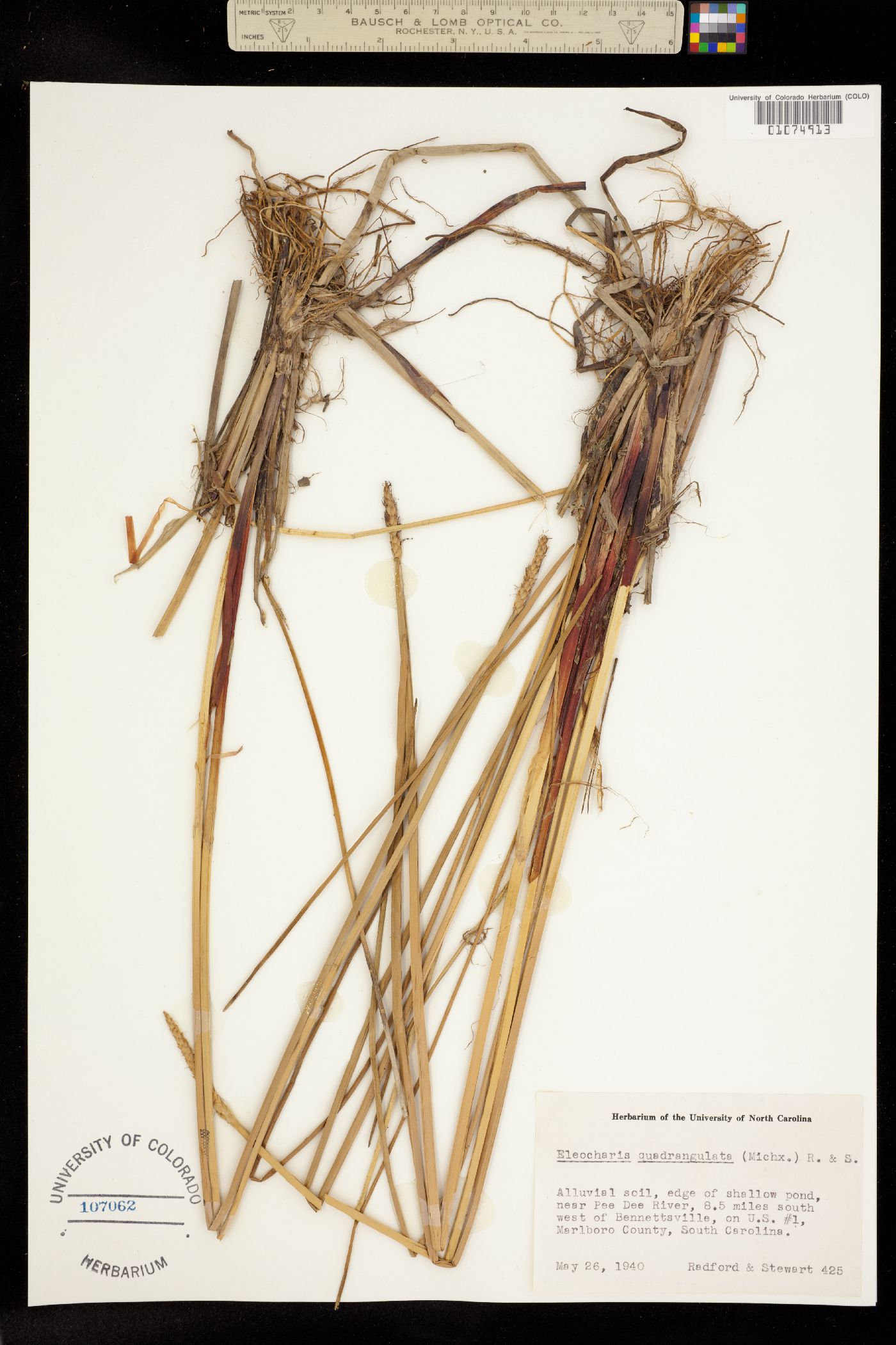 Eleocharis quadrangulata image
