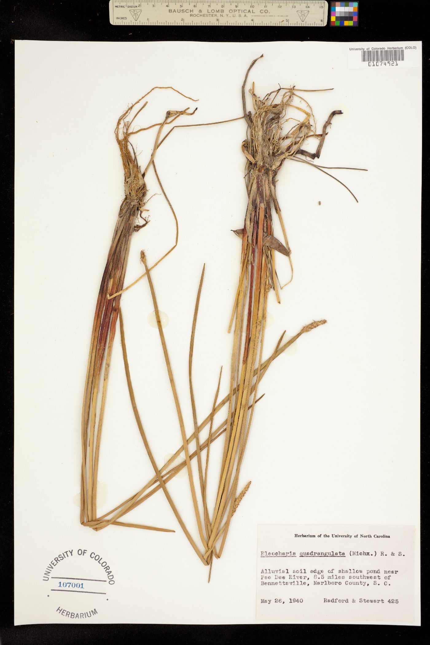 Eleocharis quadrangulata image