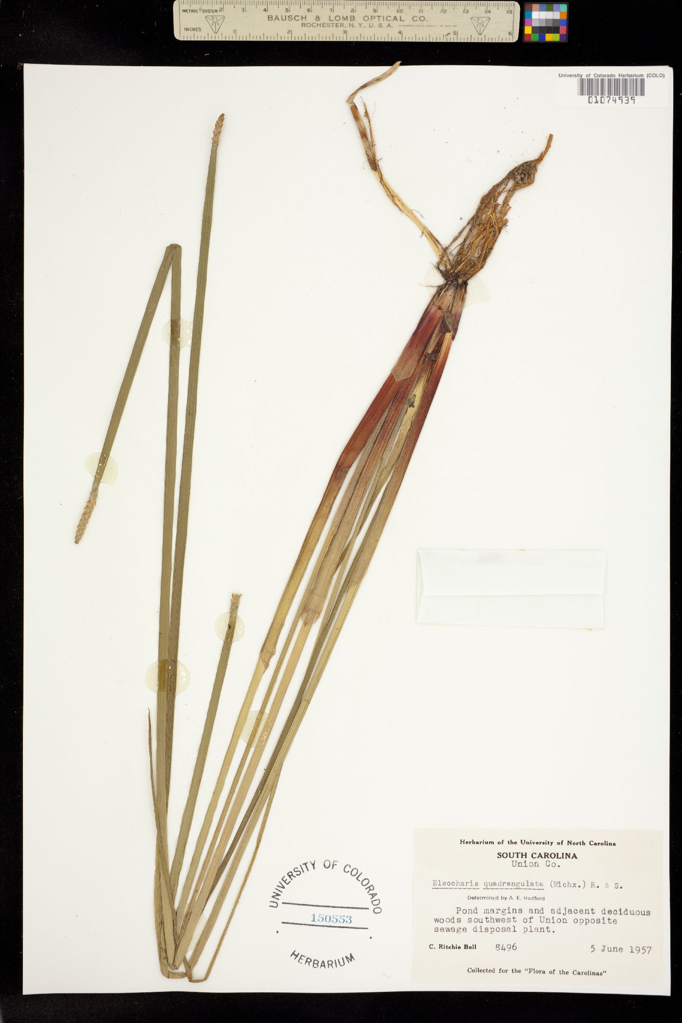 Eleocharis quadrangulata image