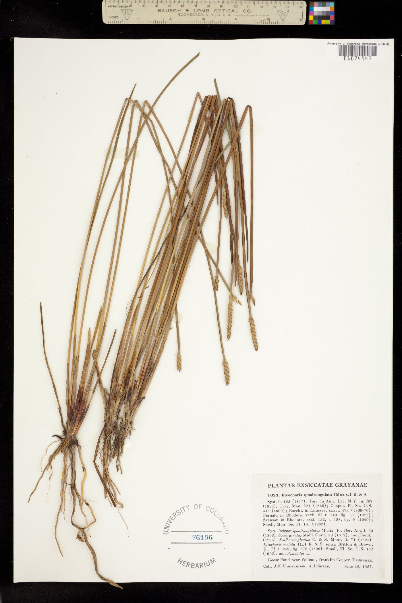 Eleocharis quadrangulata image