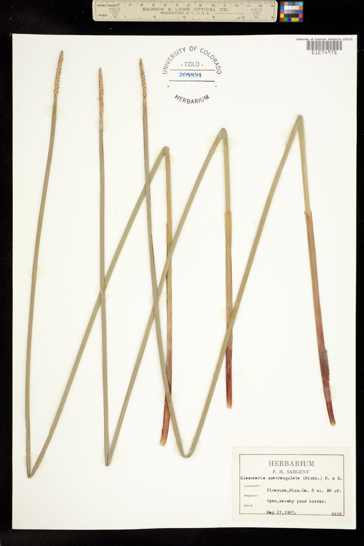 Eleocharis quadrangulata image