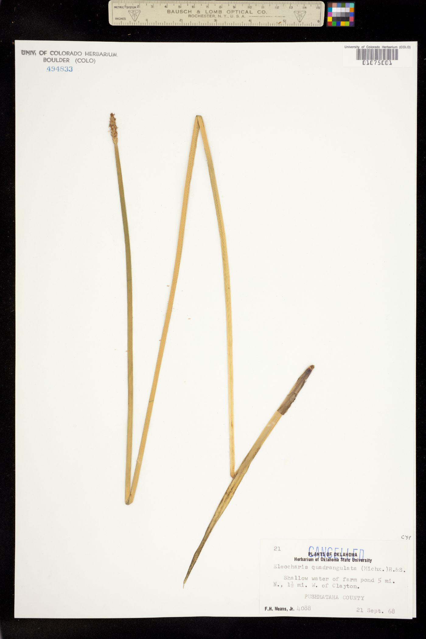 Eleocharis quadrangulata image