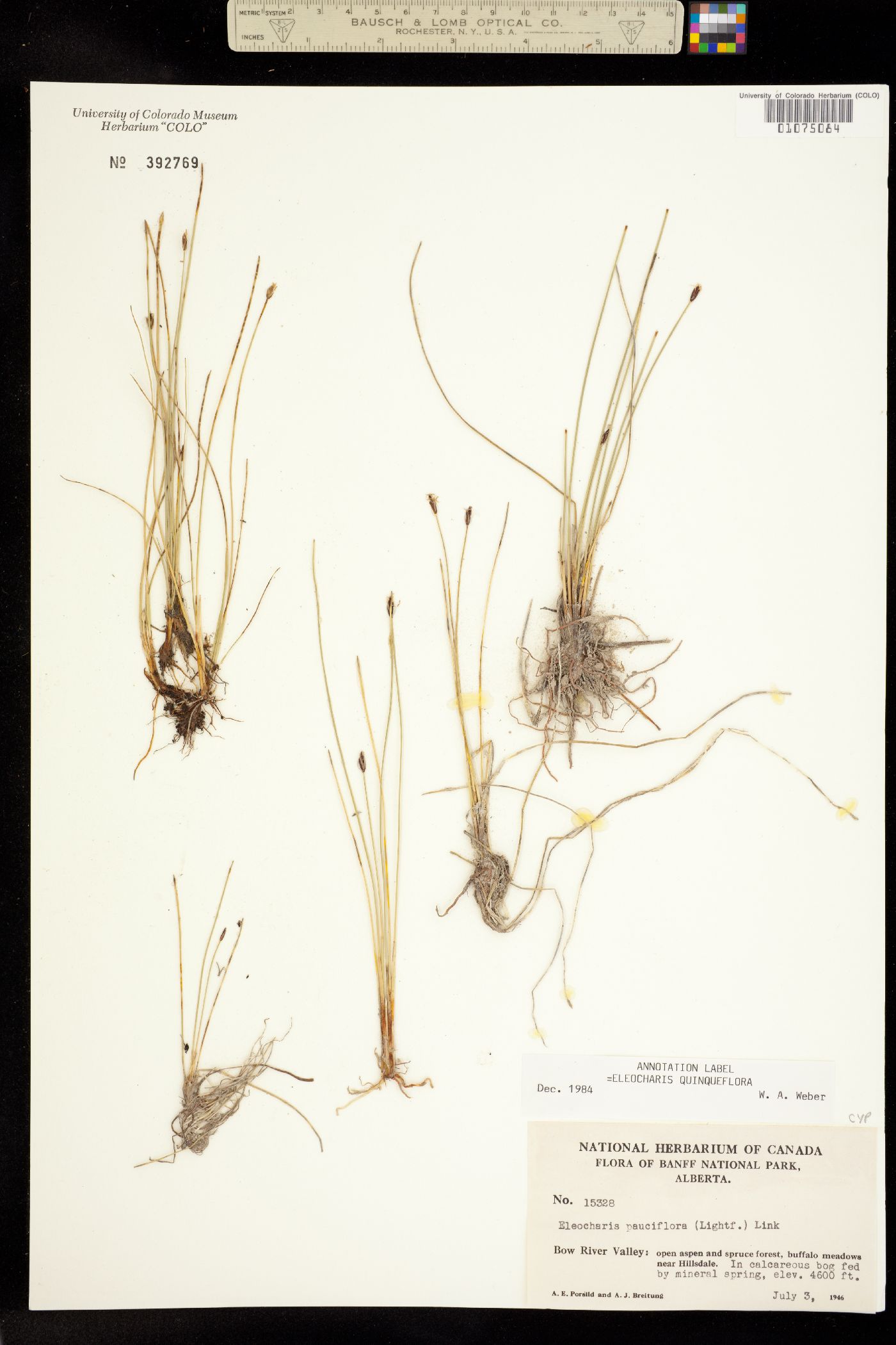 Eleocharis quinqueflora image