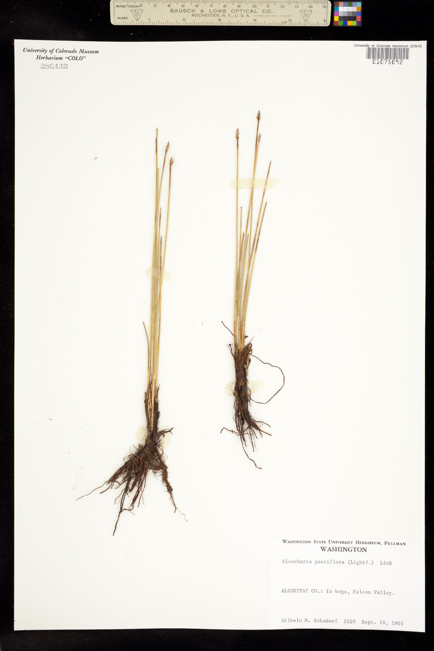 Eleocharis quinqueflora image
