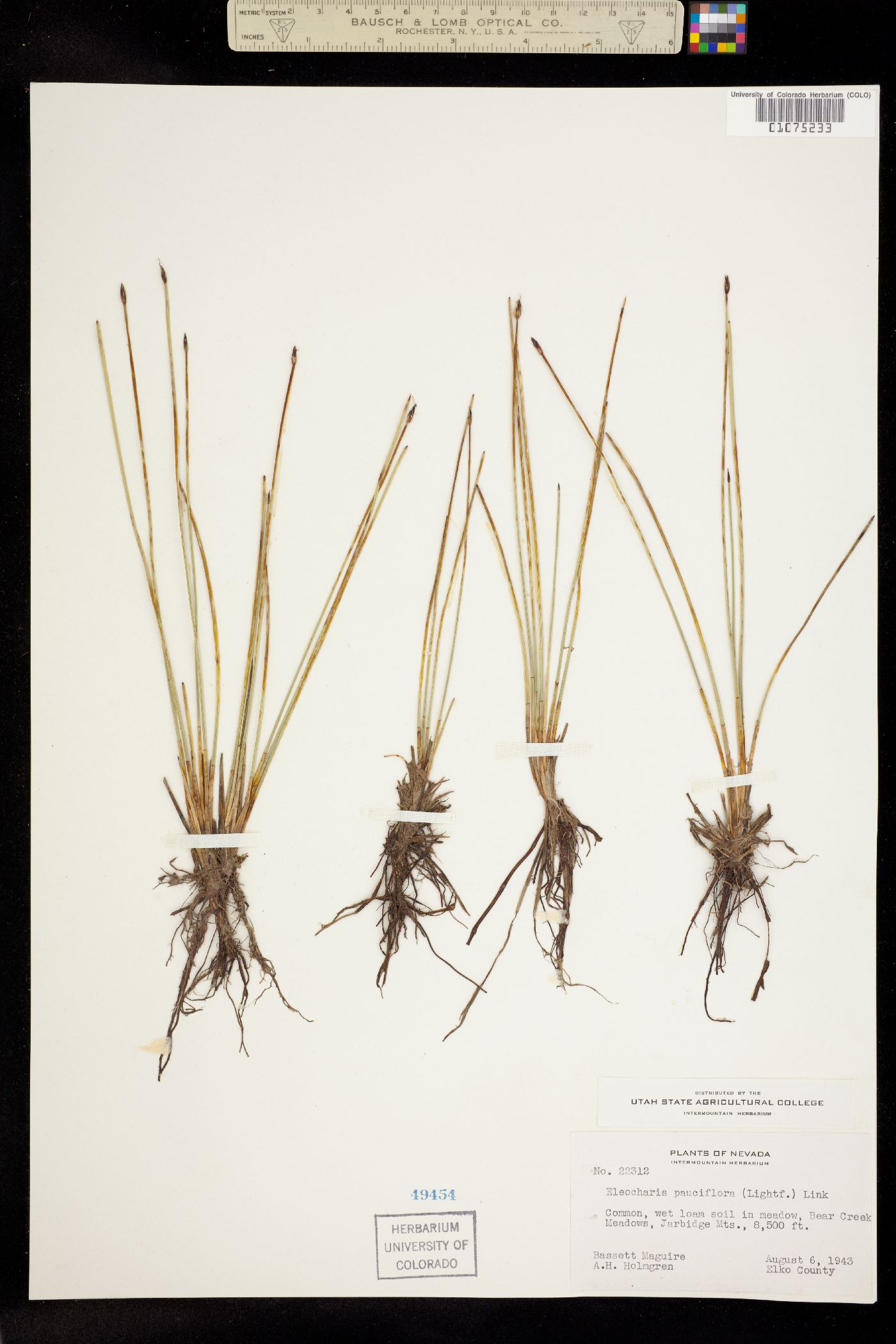 Eleocharis quinqueflora image
