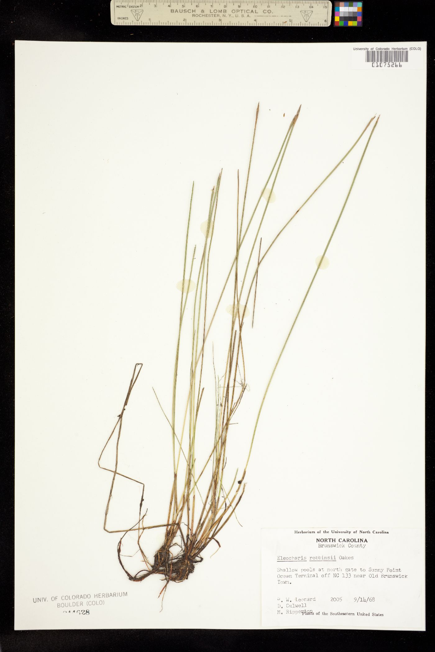 Eleocharis robbinsii image