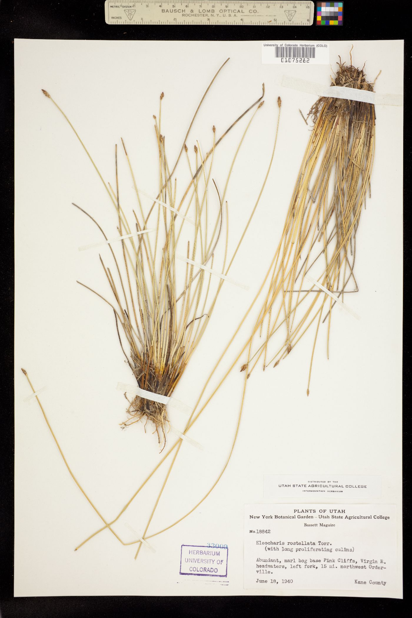 Eleocharis rostellata image
