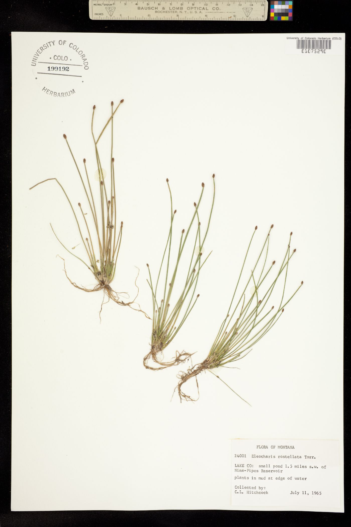 Eleocharis rostellata image