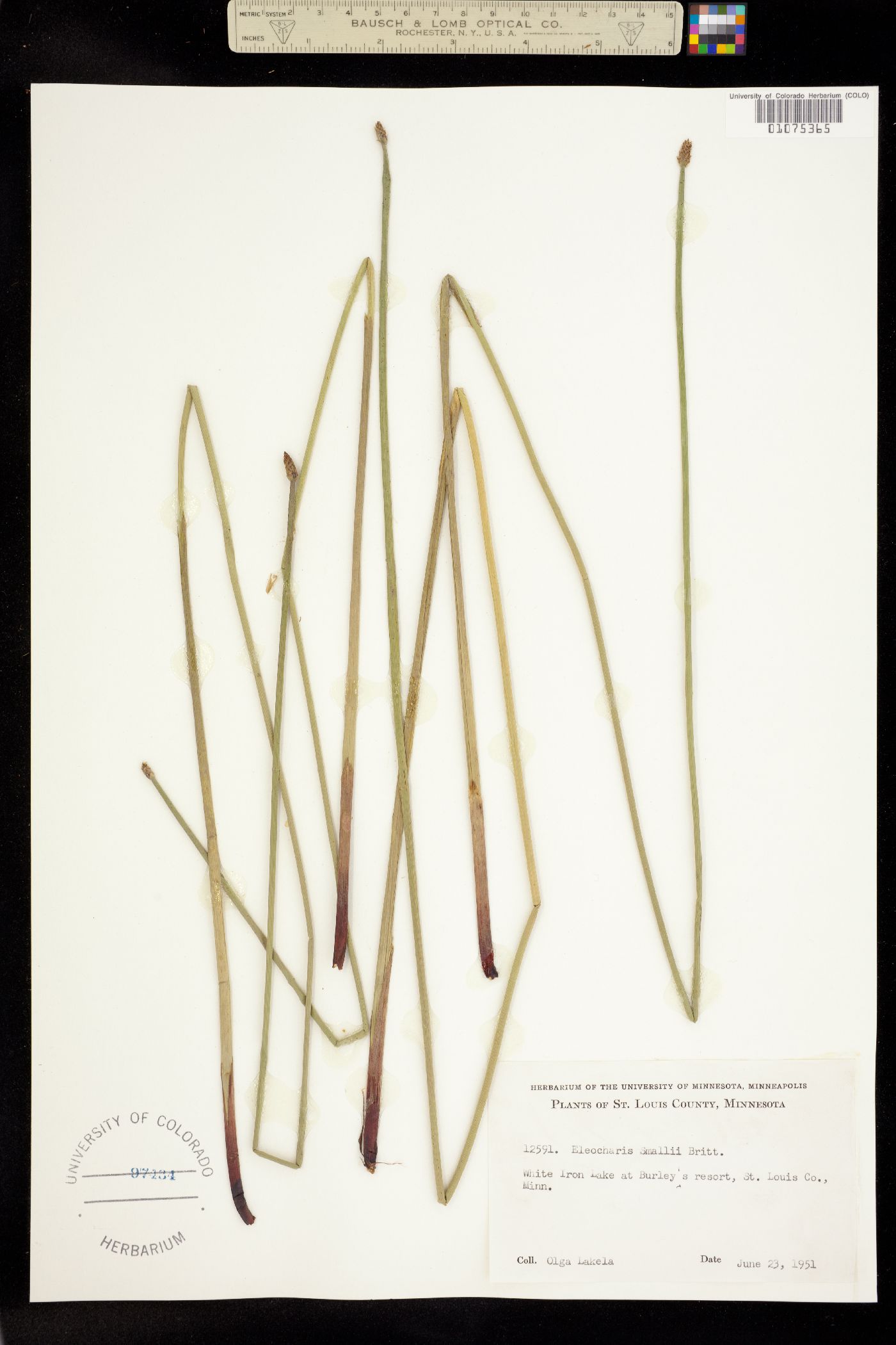 Eleocharis palustris image