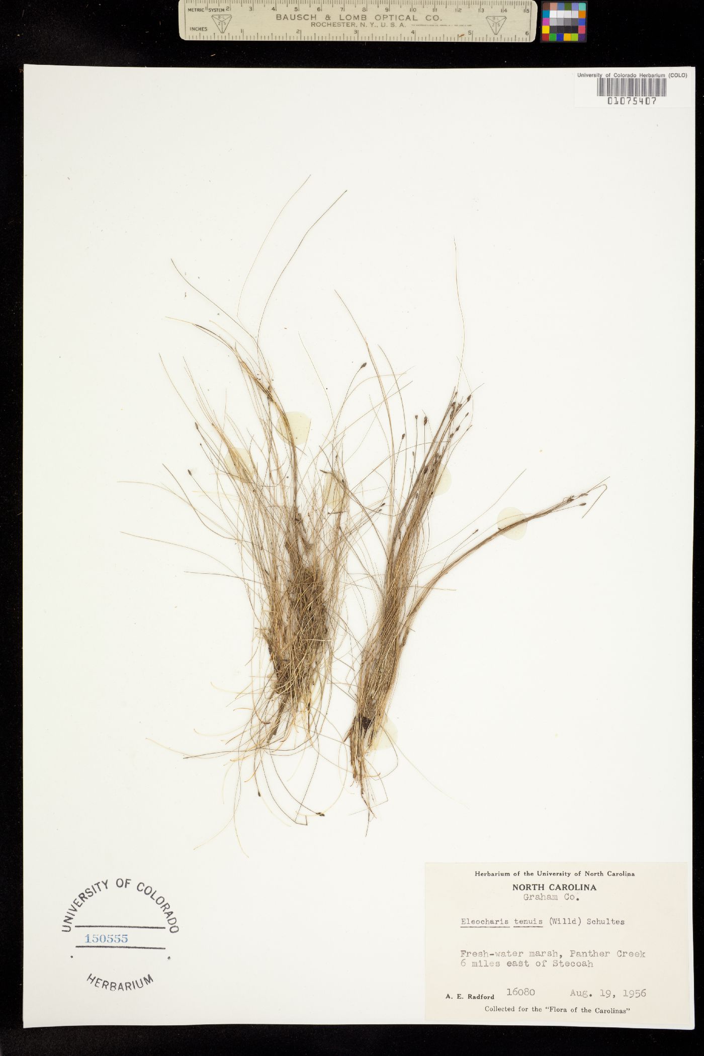 Eleocharis tenuis image