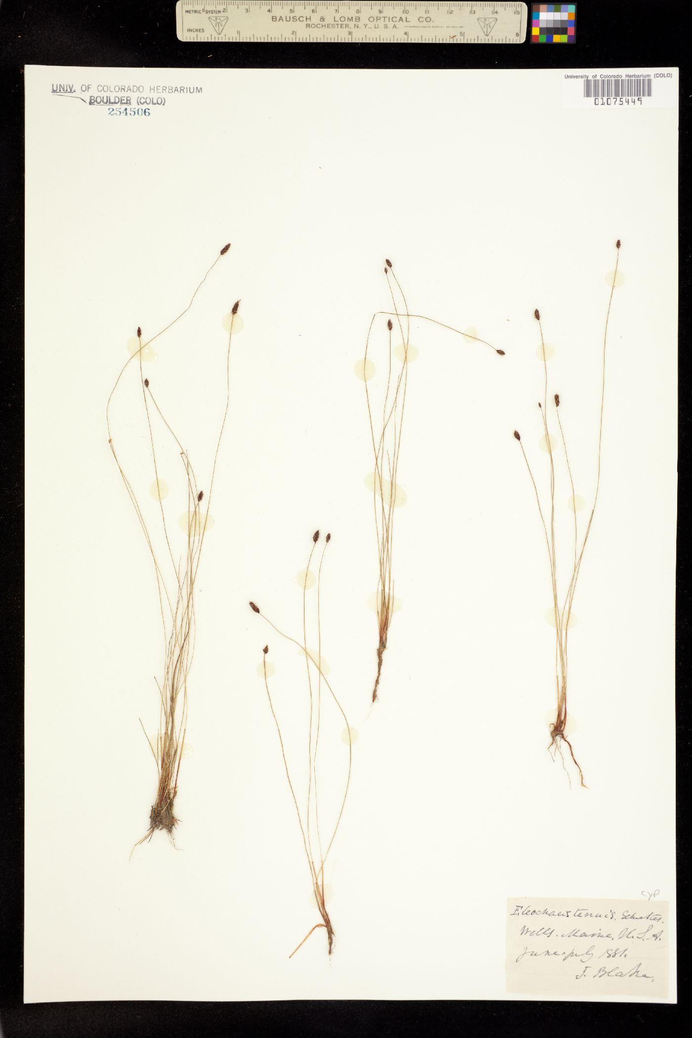 Eleocharis tenuis image