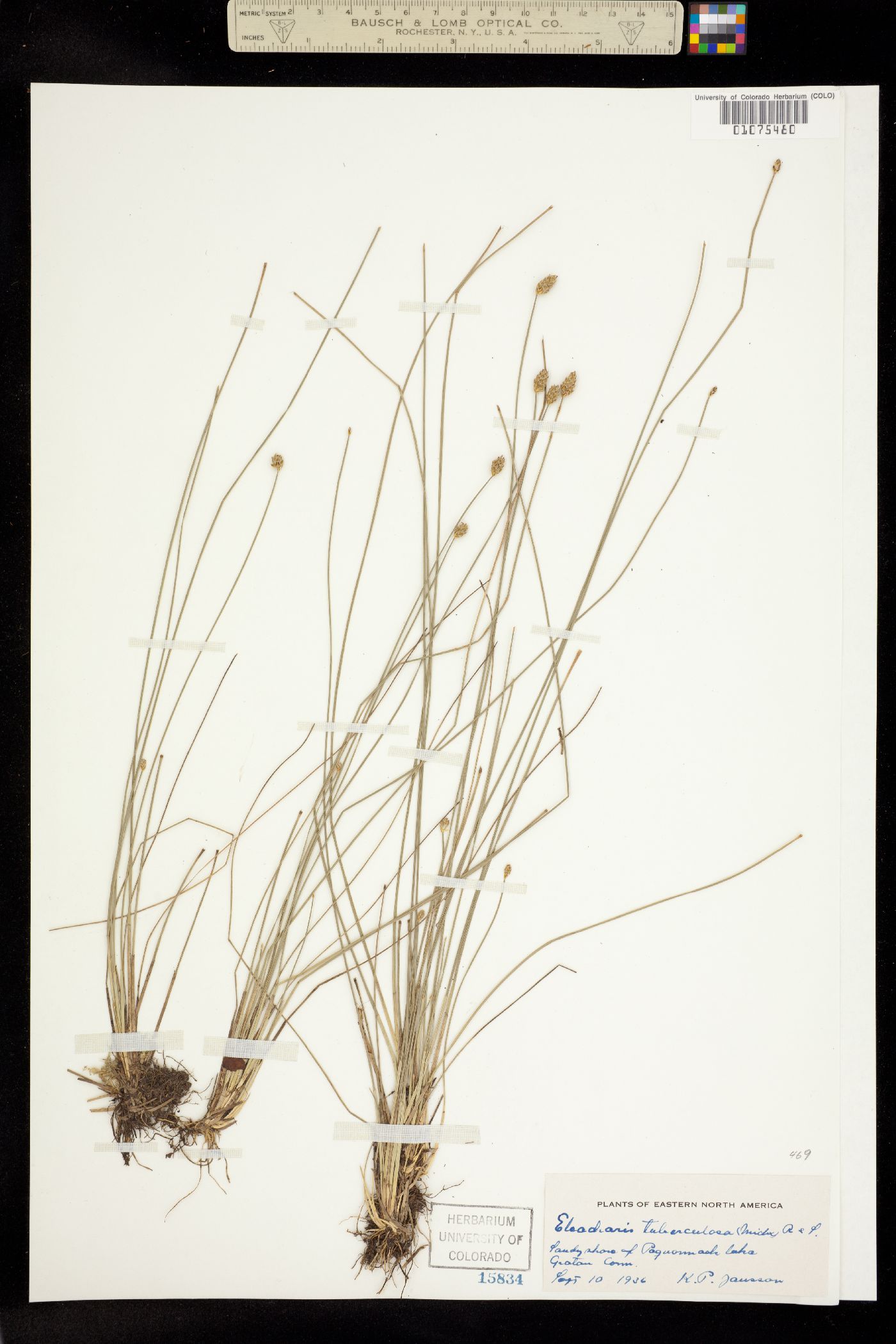 Eleocharis tuberculosa image