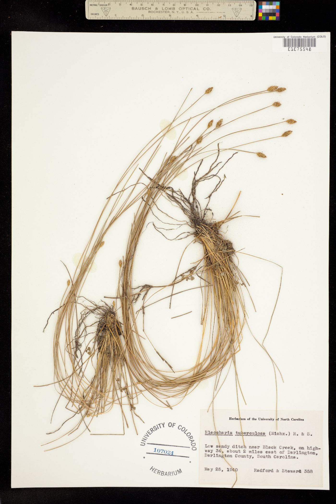 Eleocharis tuberculosa image