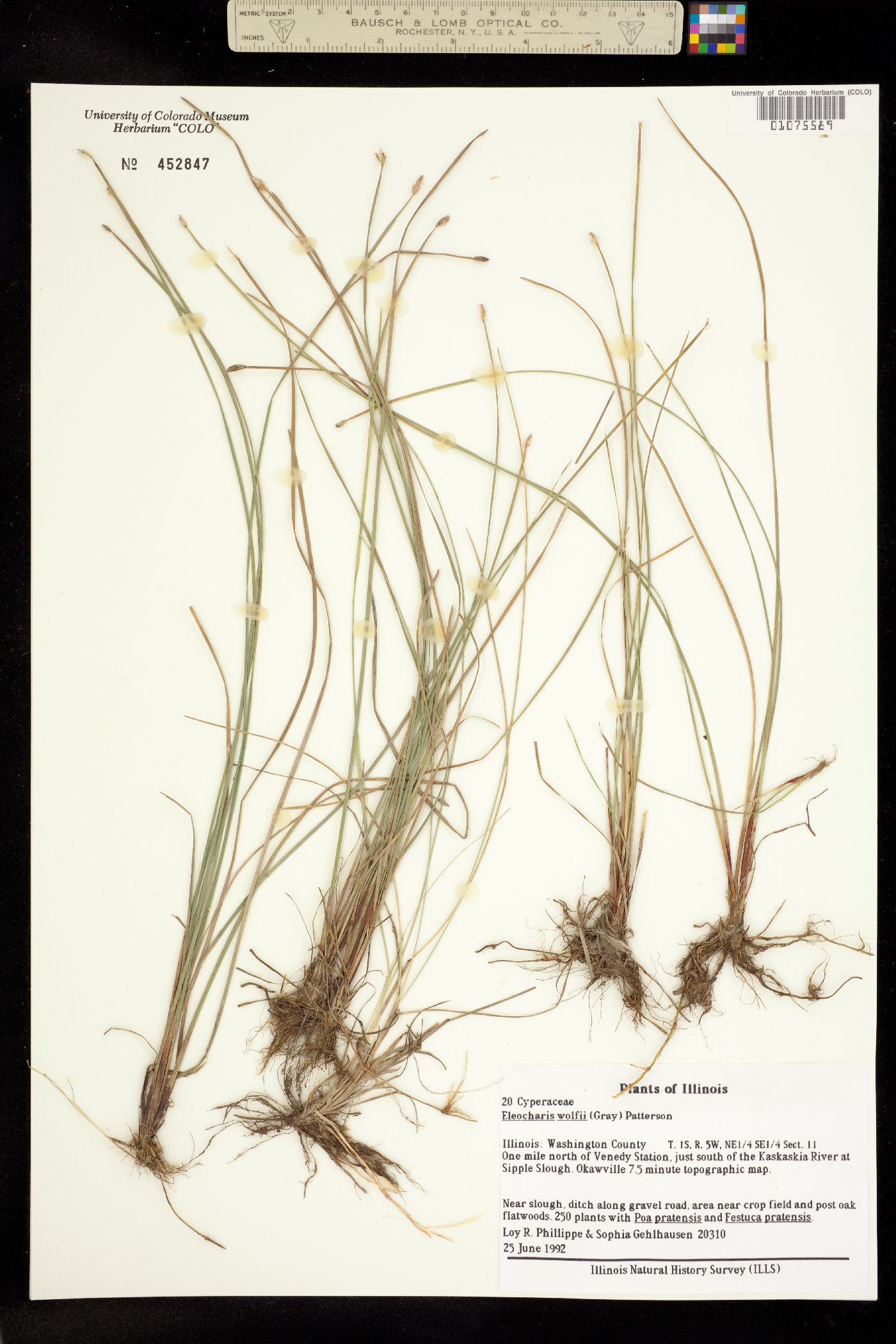 Eleocharis wolfii image