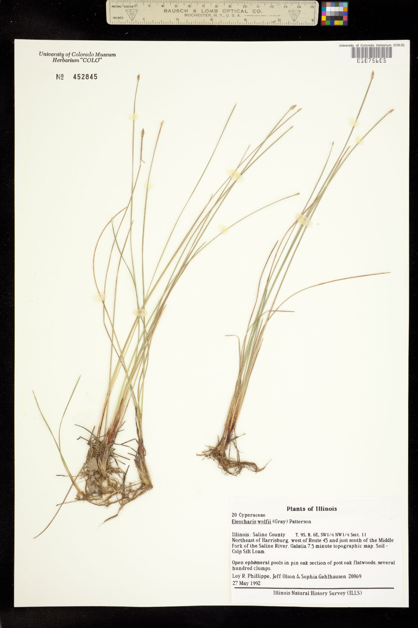 Eleocharis wolfii image