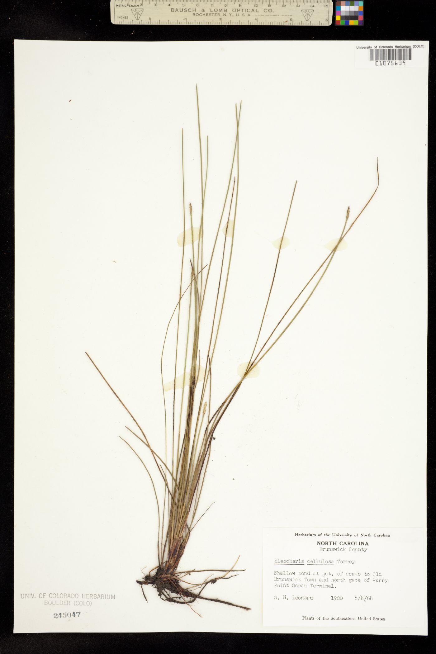 Eleocharis cellulosa image