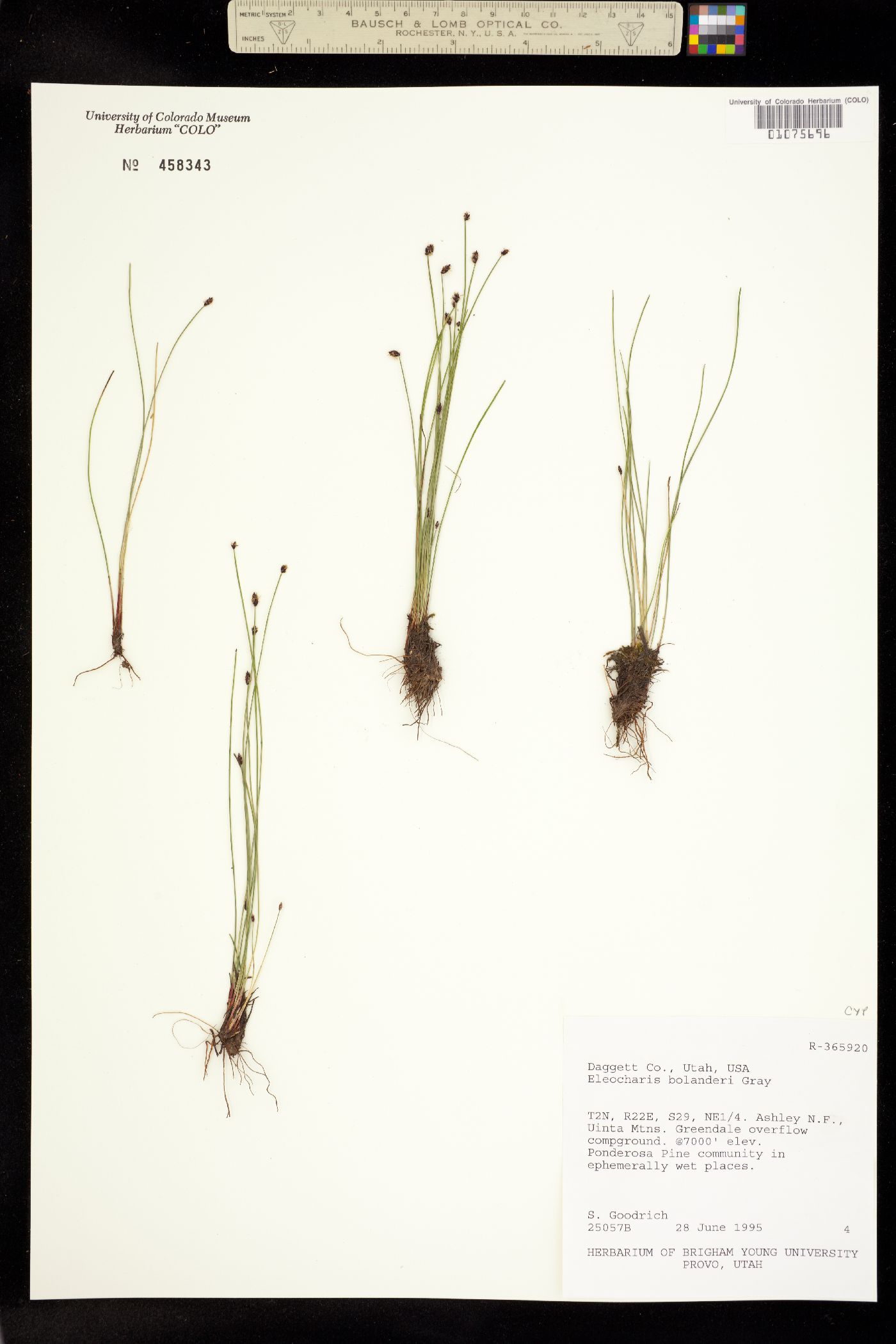 Eleocharis bolanderi image