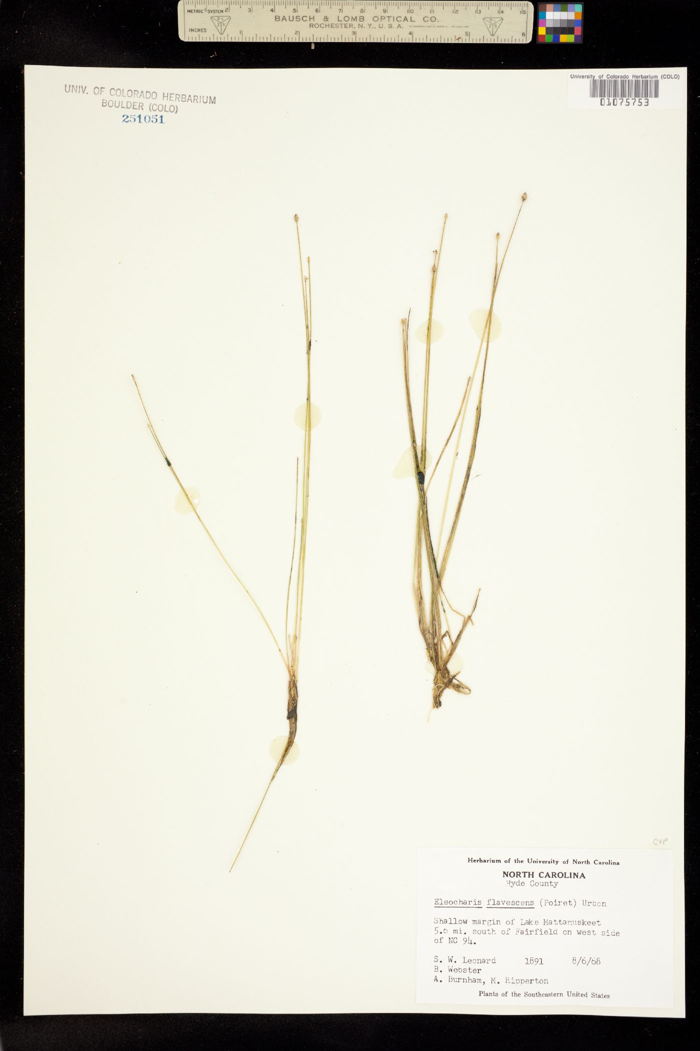 Eleocharis flavescens image