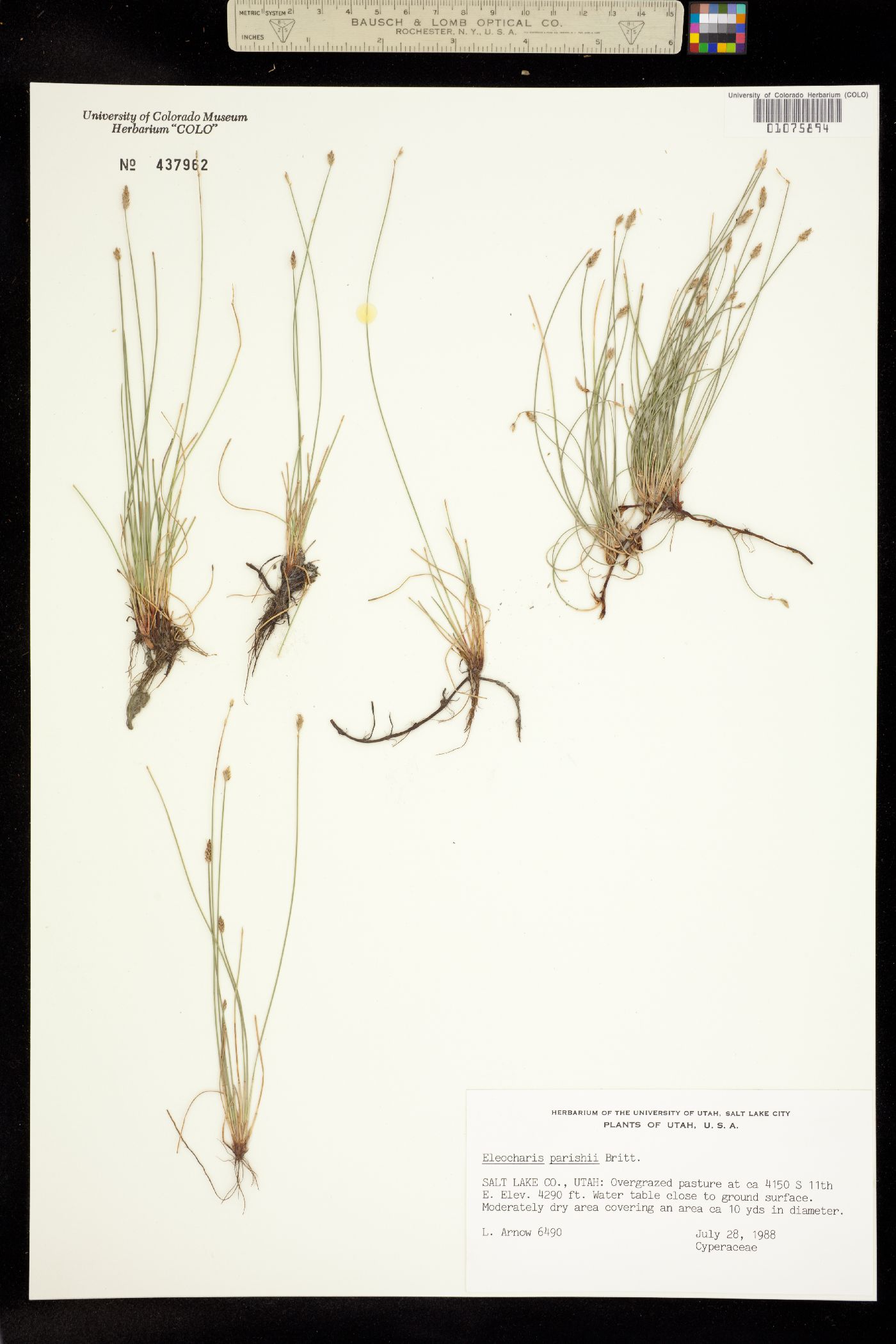 Eleocharis image