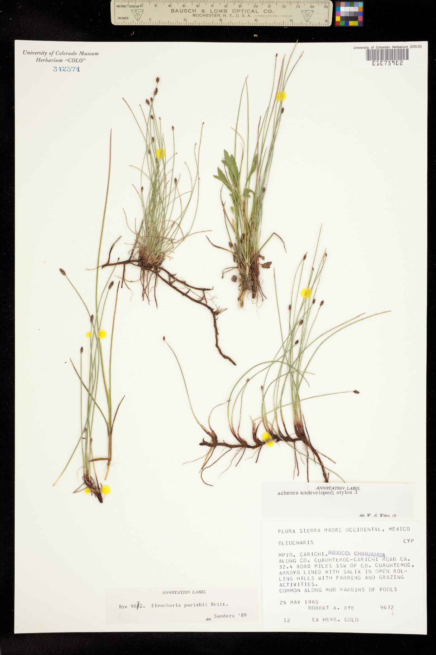 Eleocharis parishii image