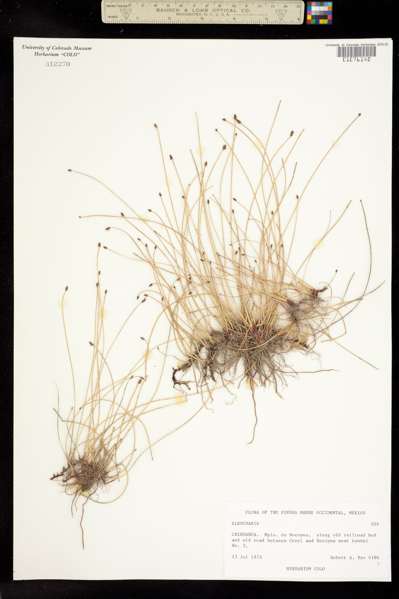 Eleocharis image