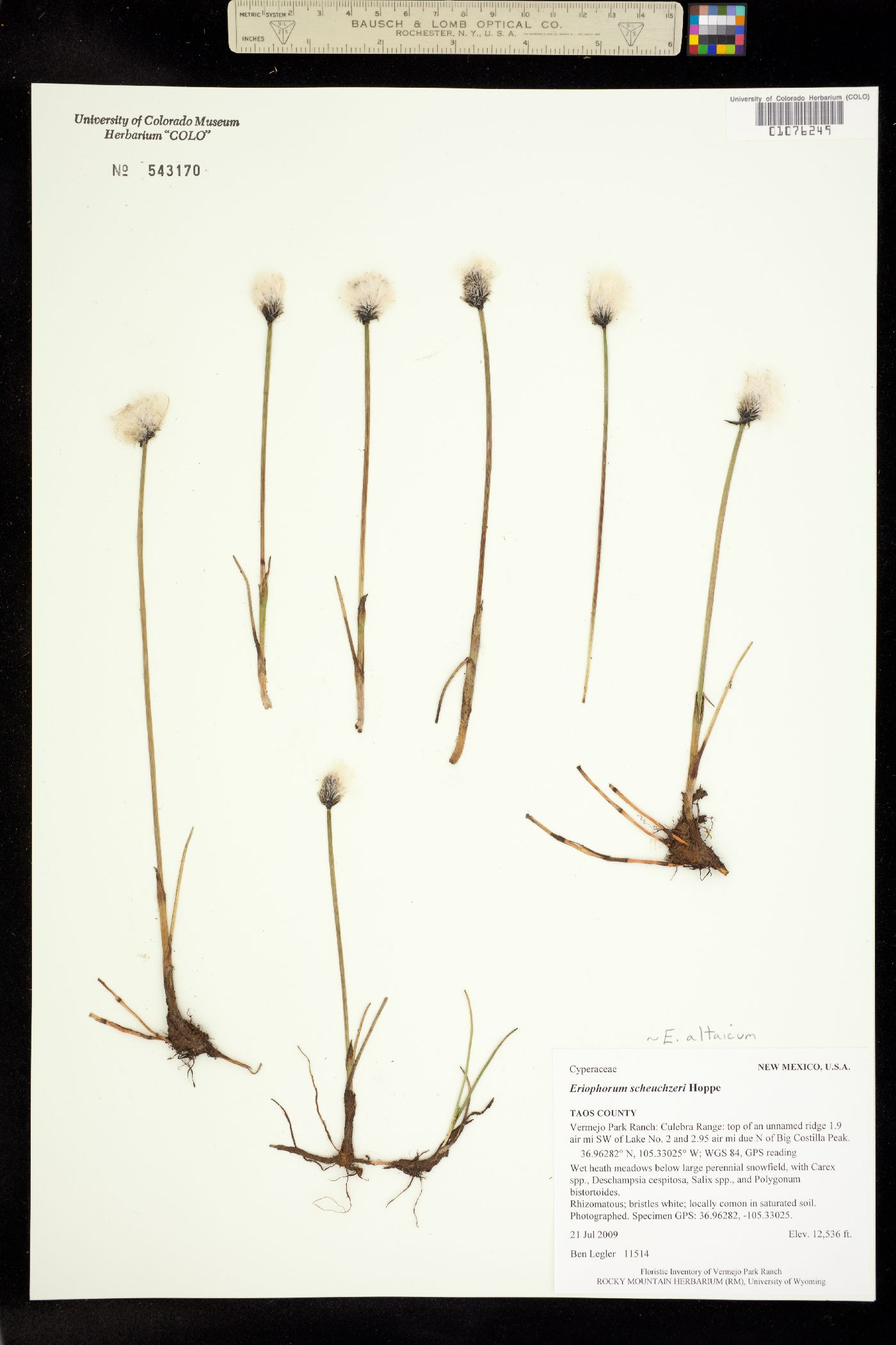 Eriophorum scheuchzeri ssp. scheuchzeri image