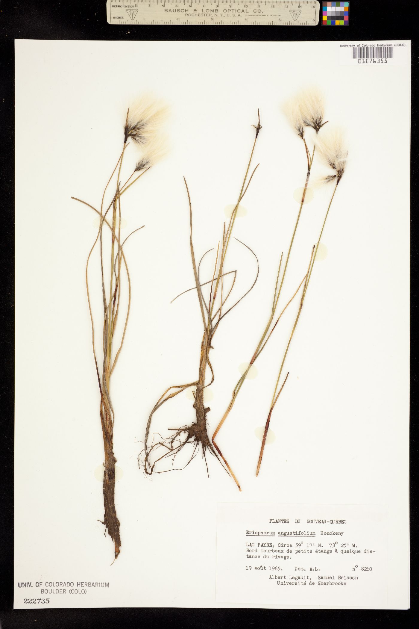 Eriophorum image