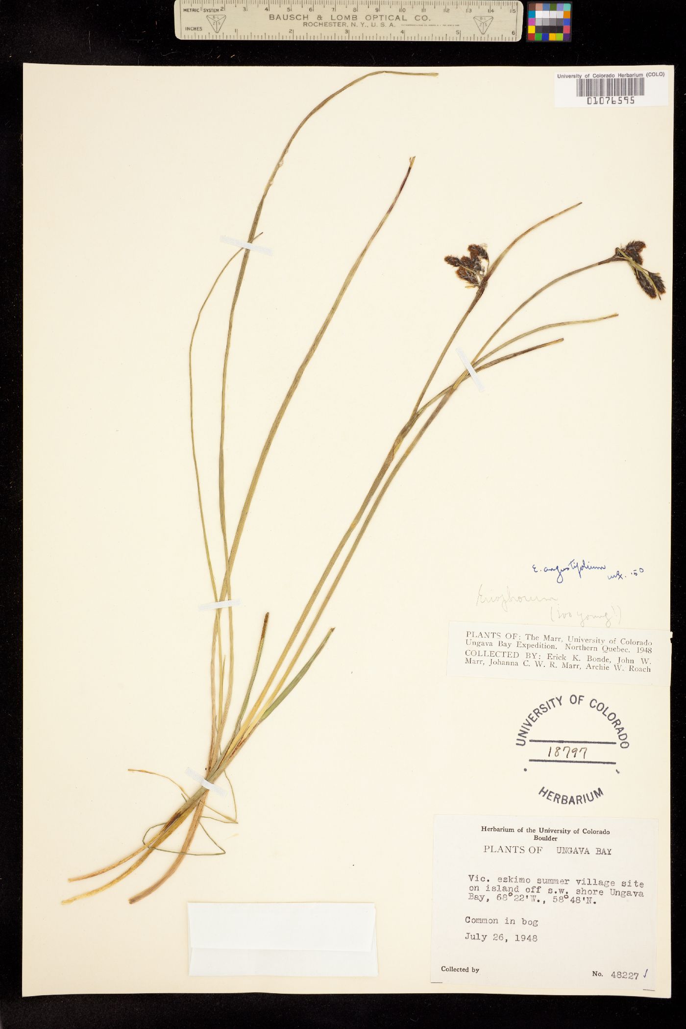 Eriophorum angustifolium image