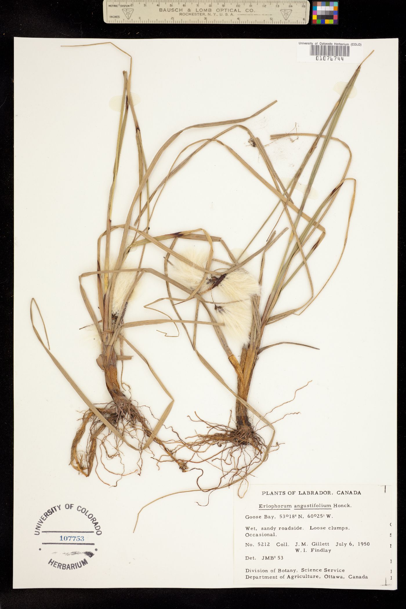 Eriophorum angustifolium image