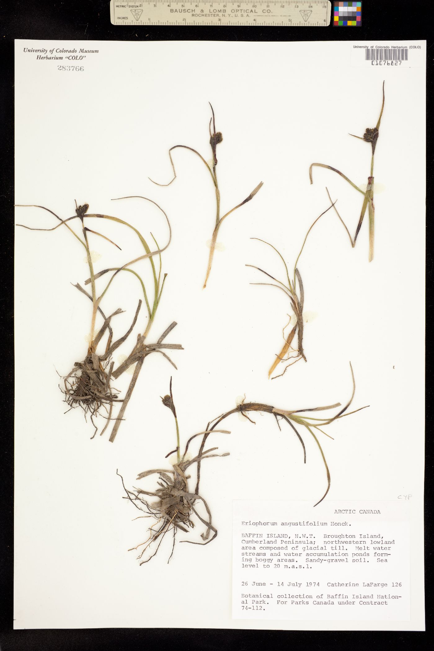 Eriophorum angustifolium image