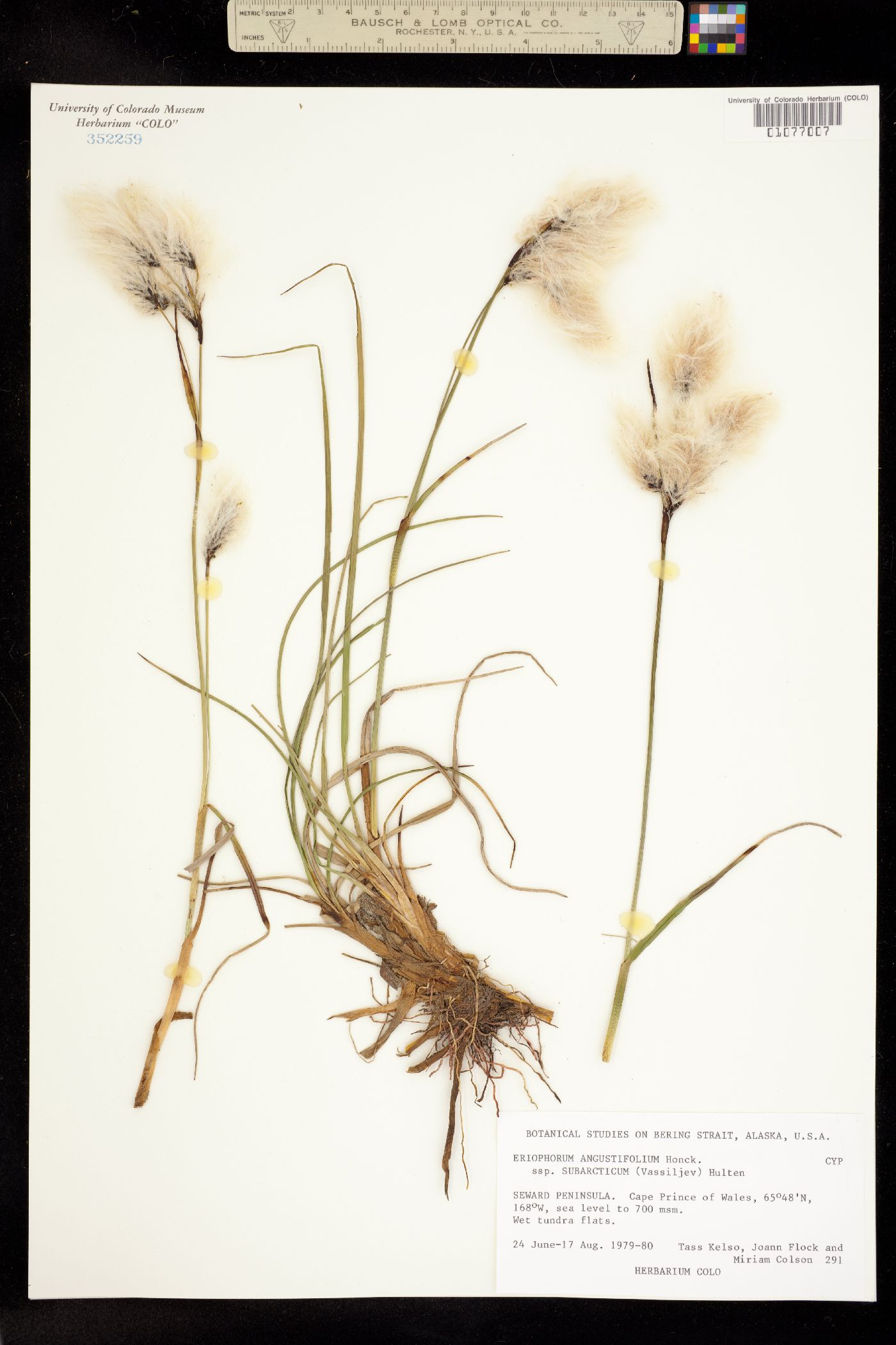 Eriophorum angustifolium image
