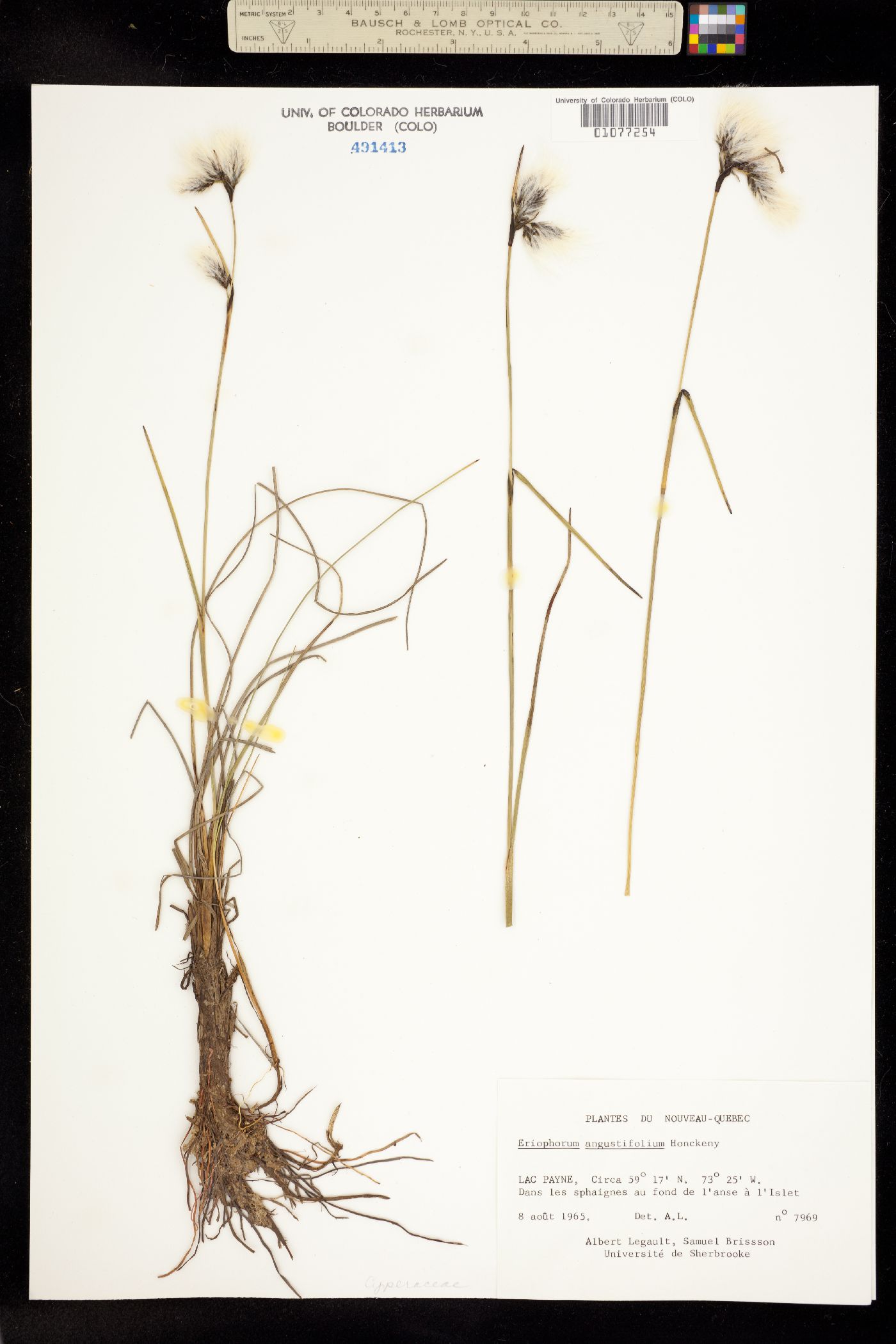 Eriophorum angustifolium image
