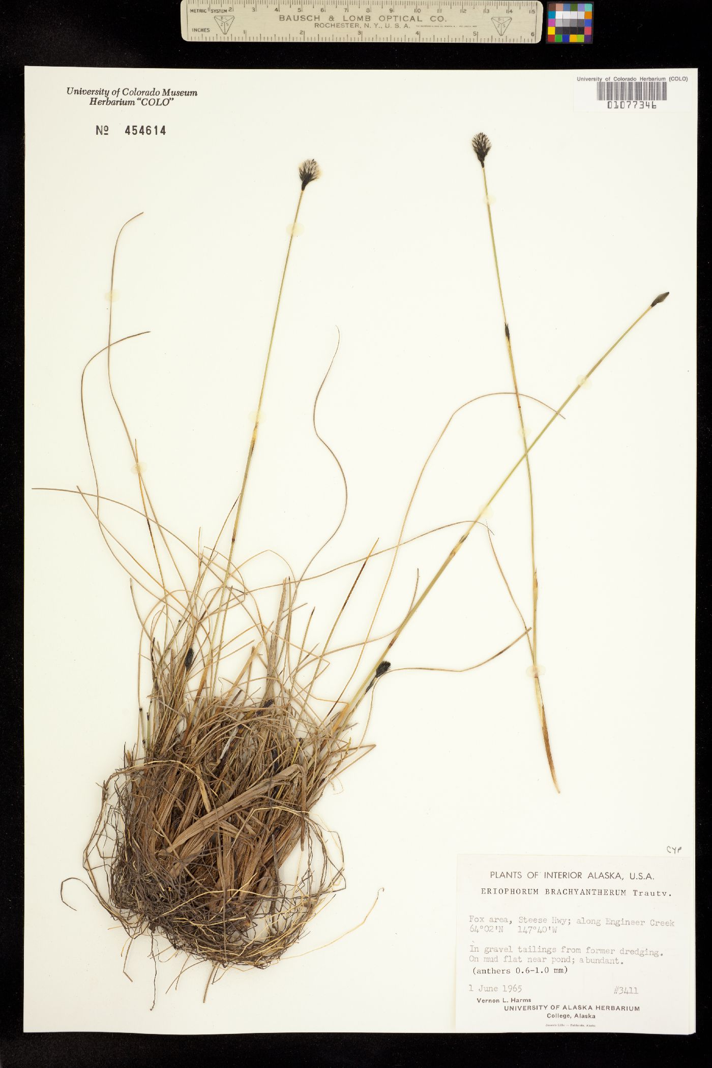 Eriophorum brachyantherum image