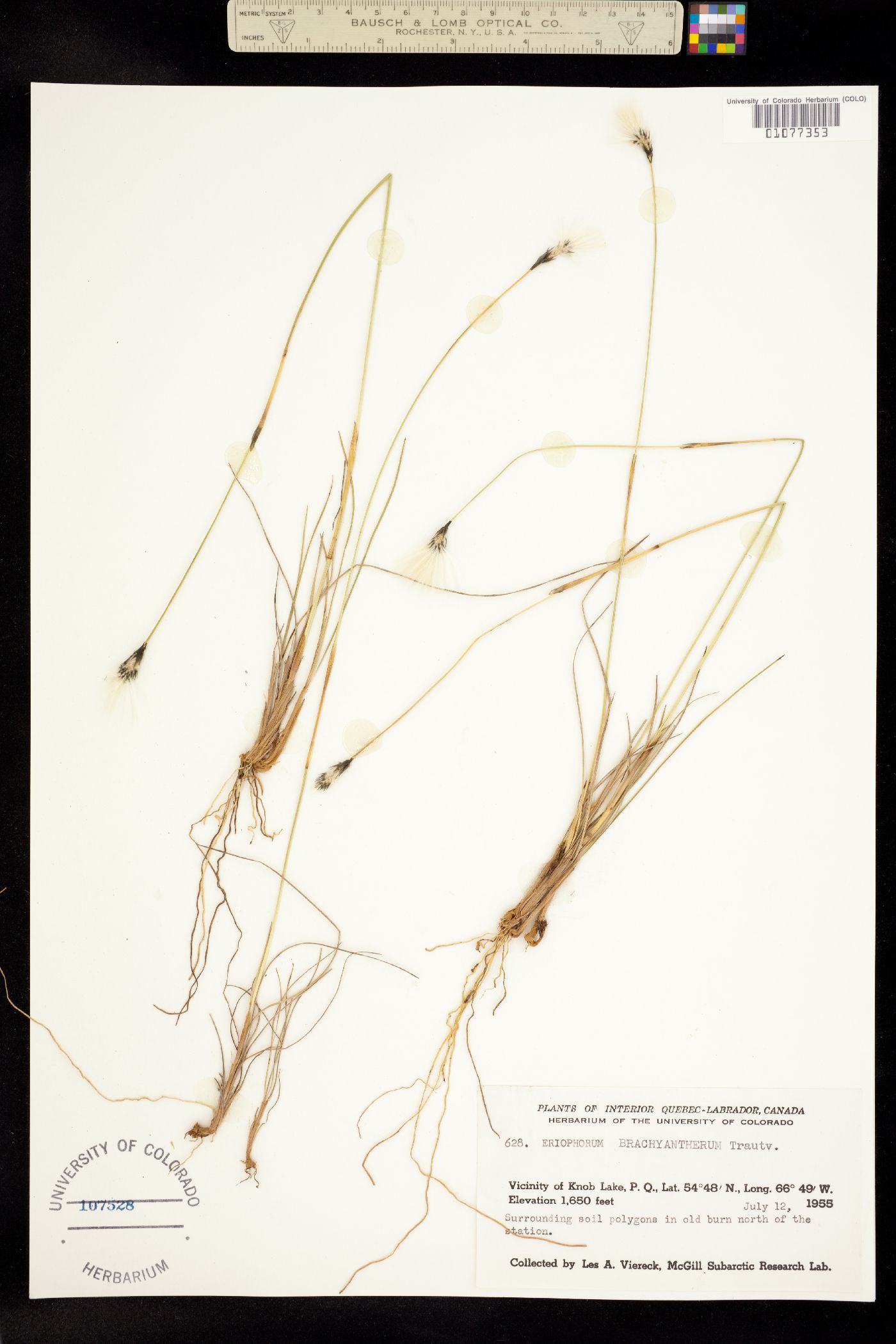 Eriophorum brachyantherum image